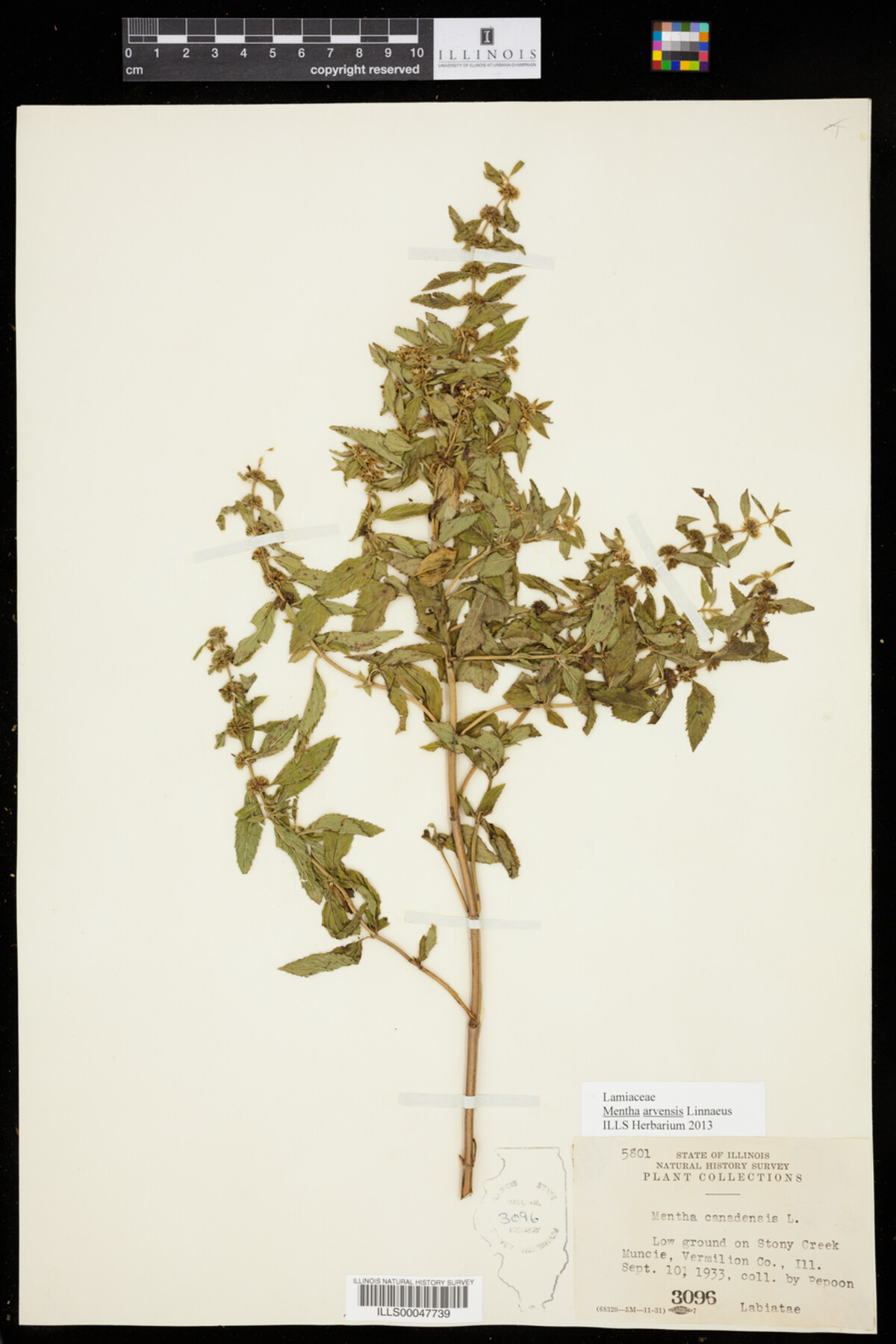 Mentha arvensis image