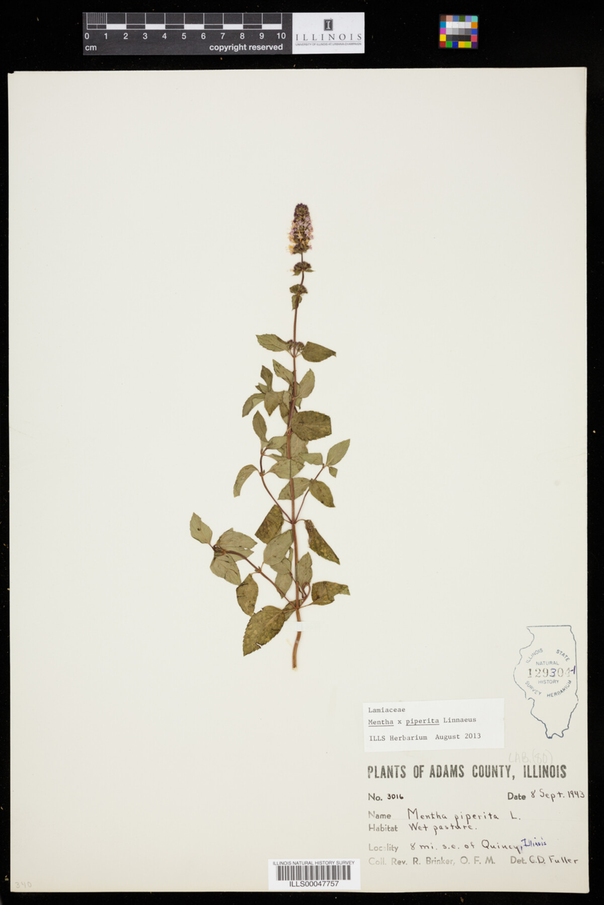 Mentha x piperita image