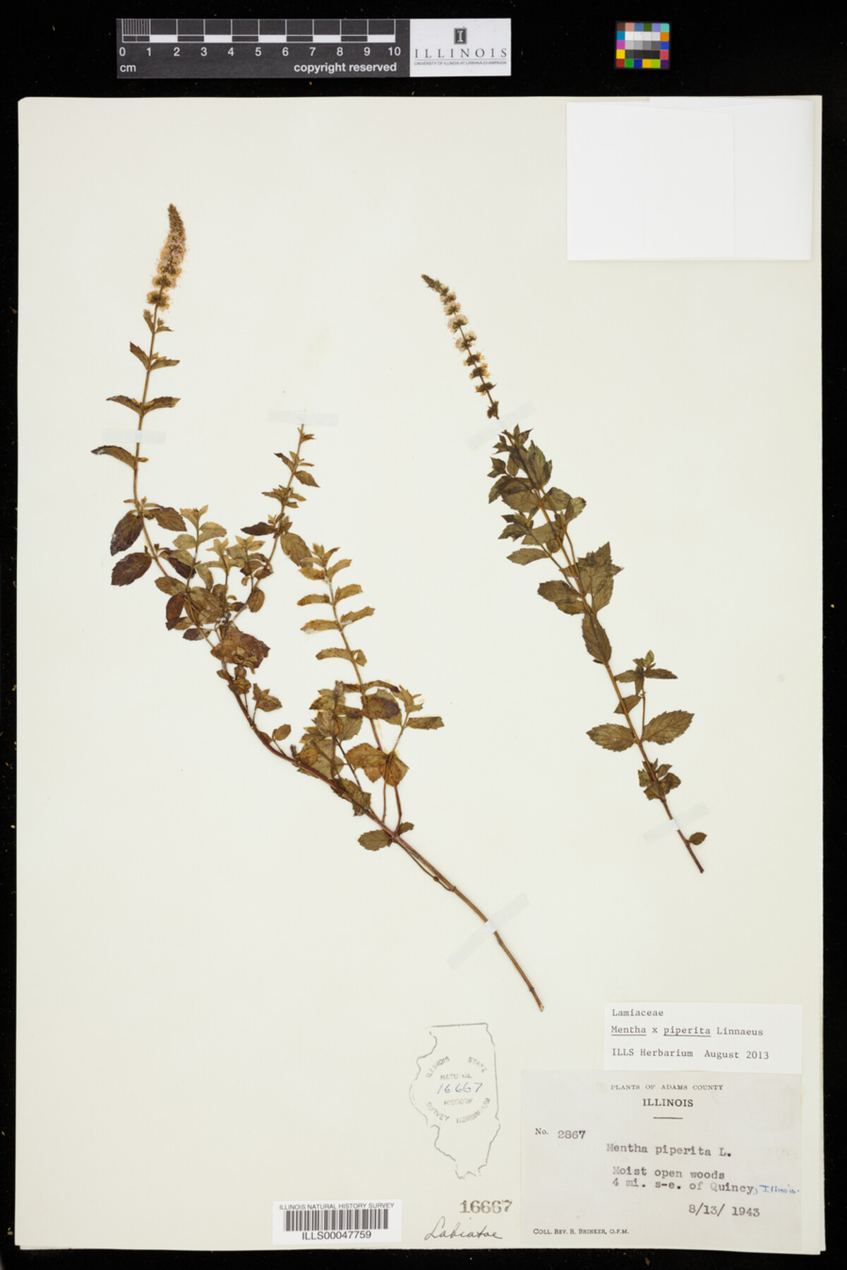 Mentha x piperita image