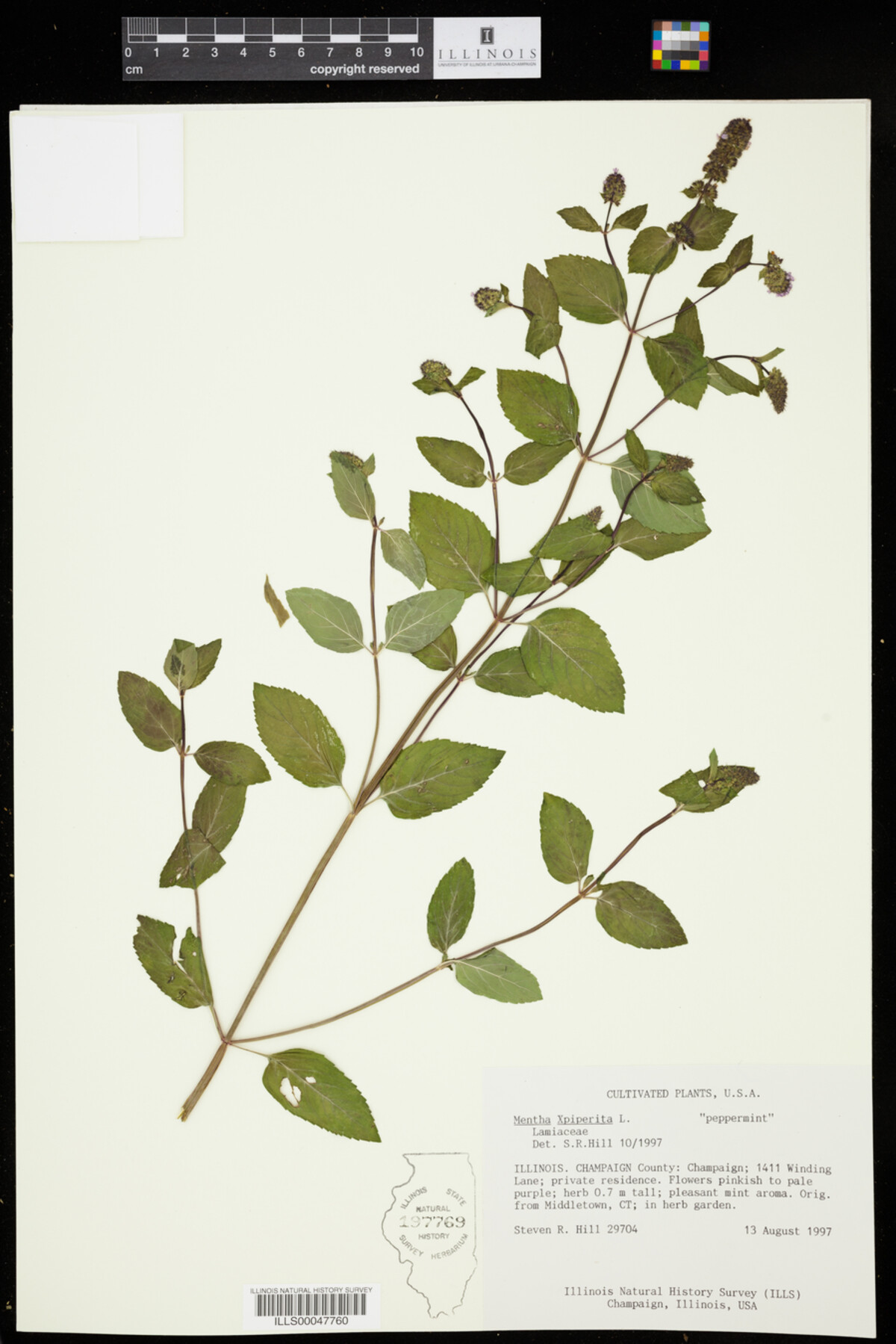 Mentha x piperita image