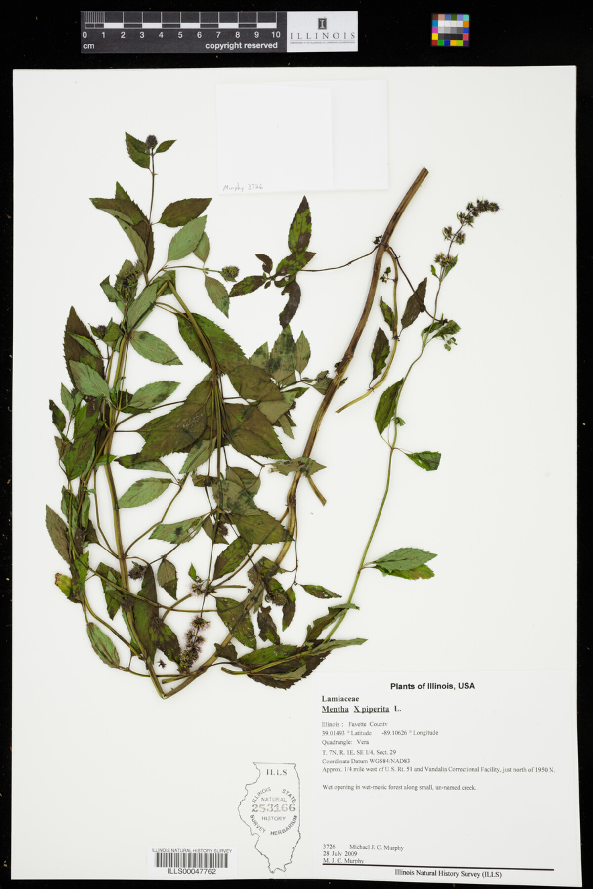 Mentha x piperita image