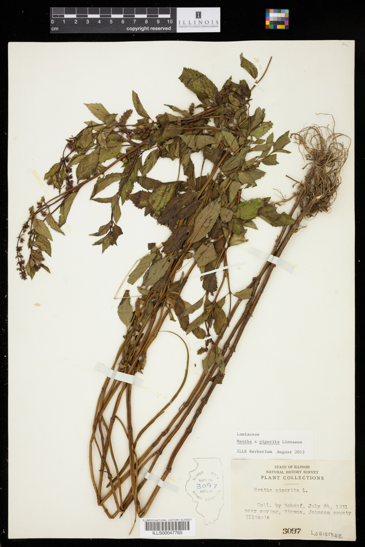 Mentha x piperita image