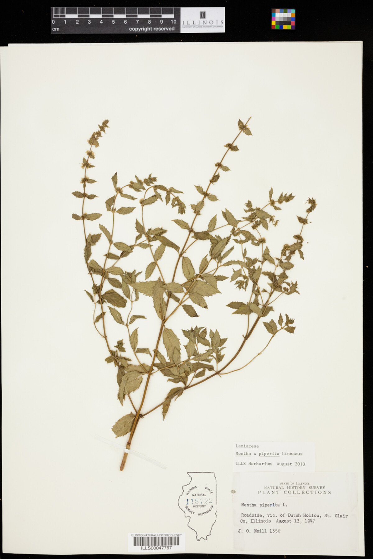 Mentha x piperita image