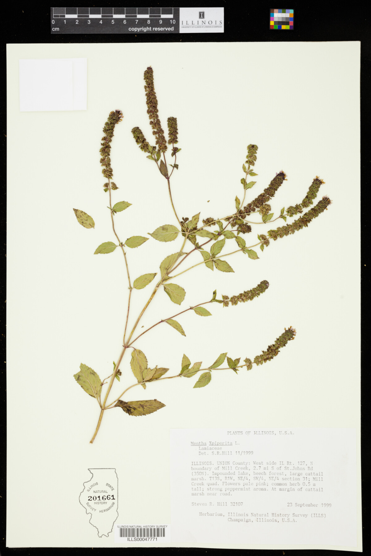 Mentha x piperita image