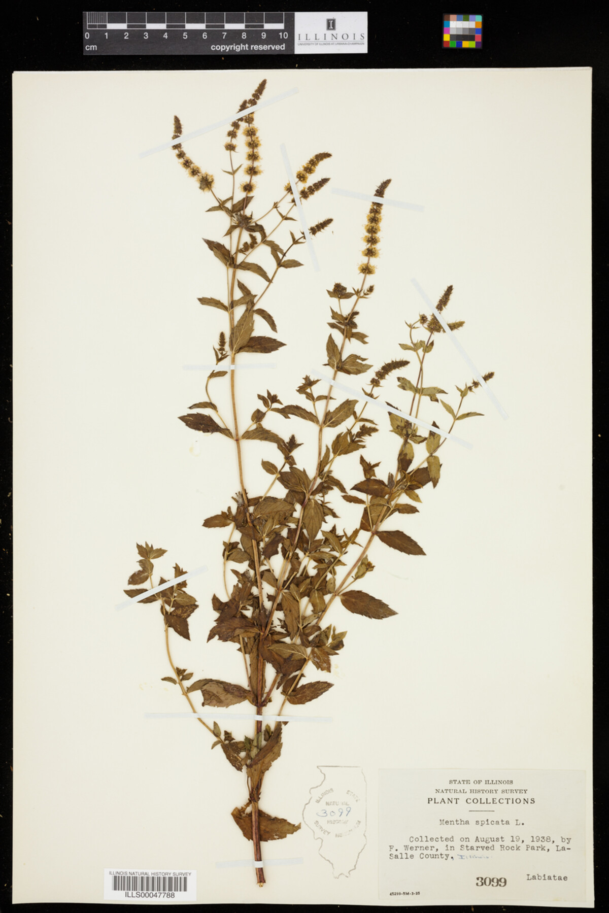 Mentha spicata image