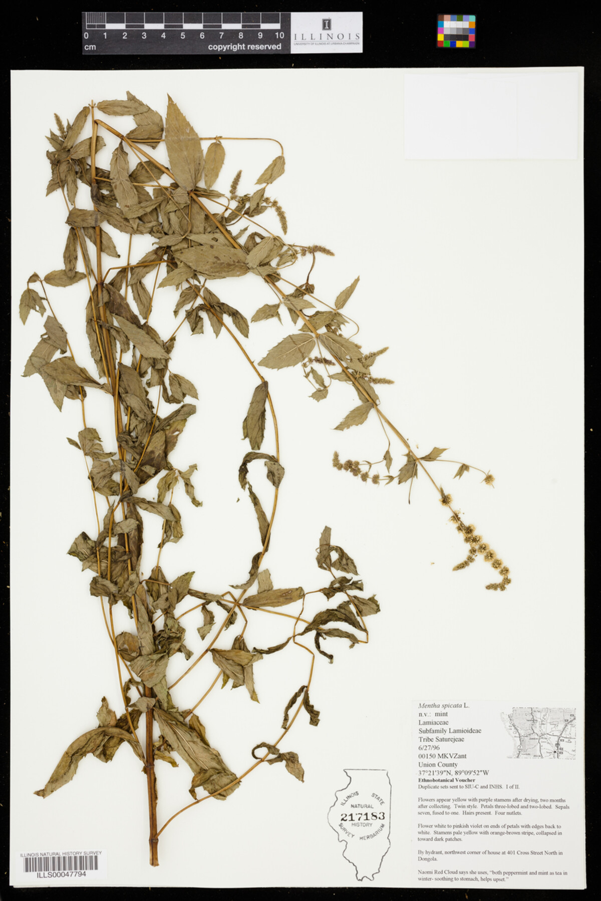 Mentha image
