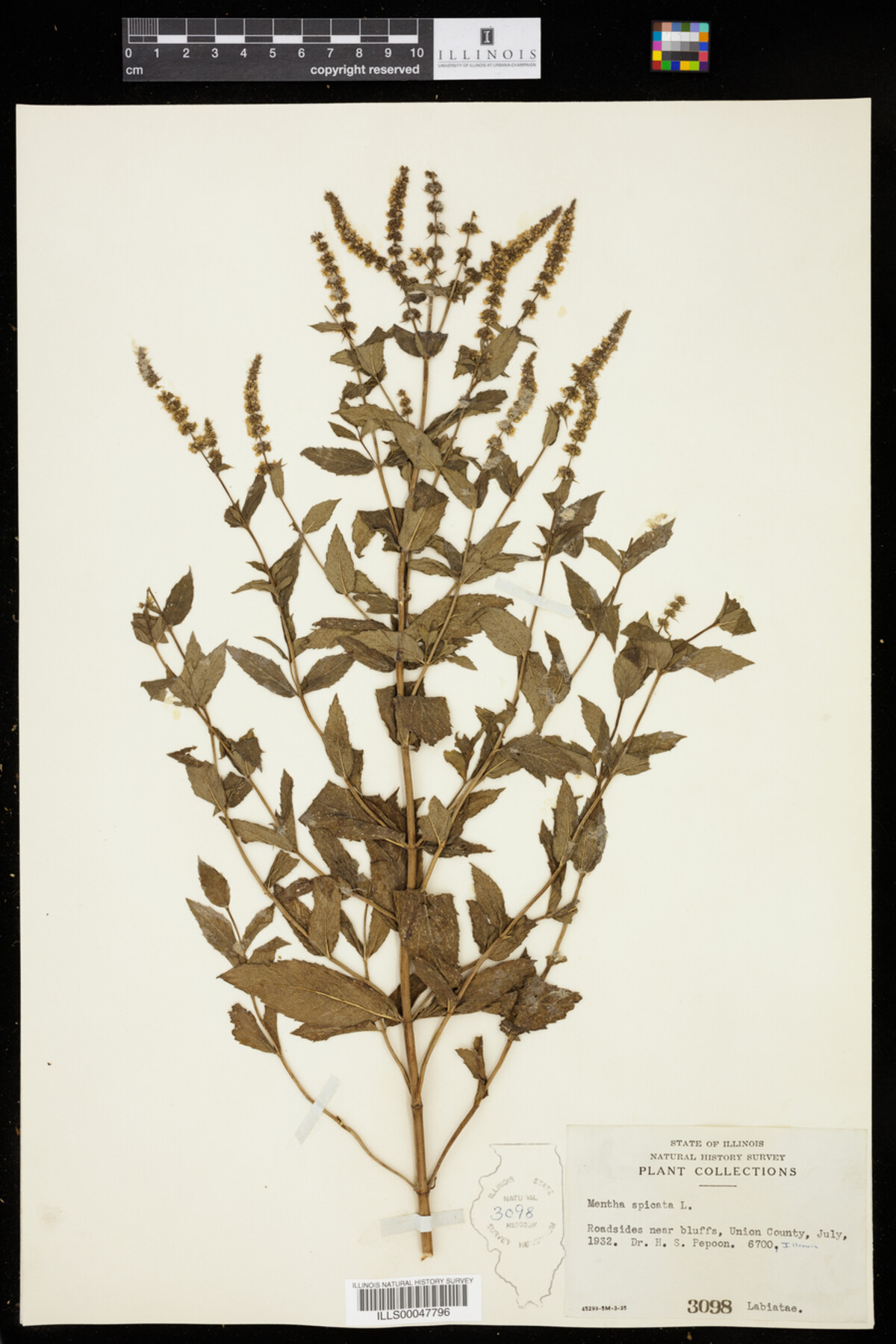 Mentha image