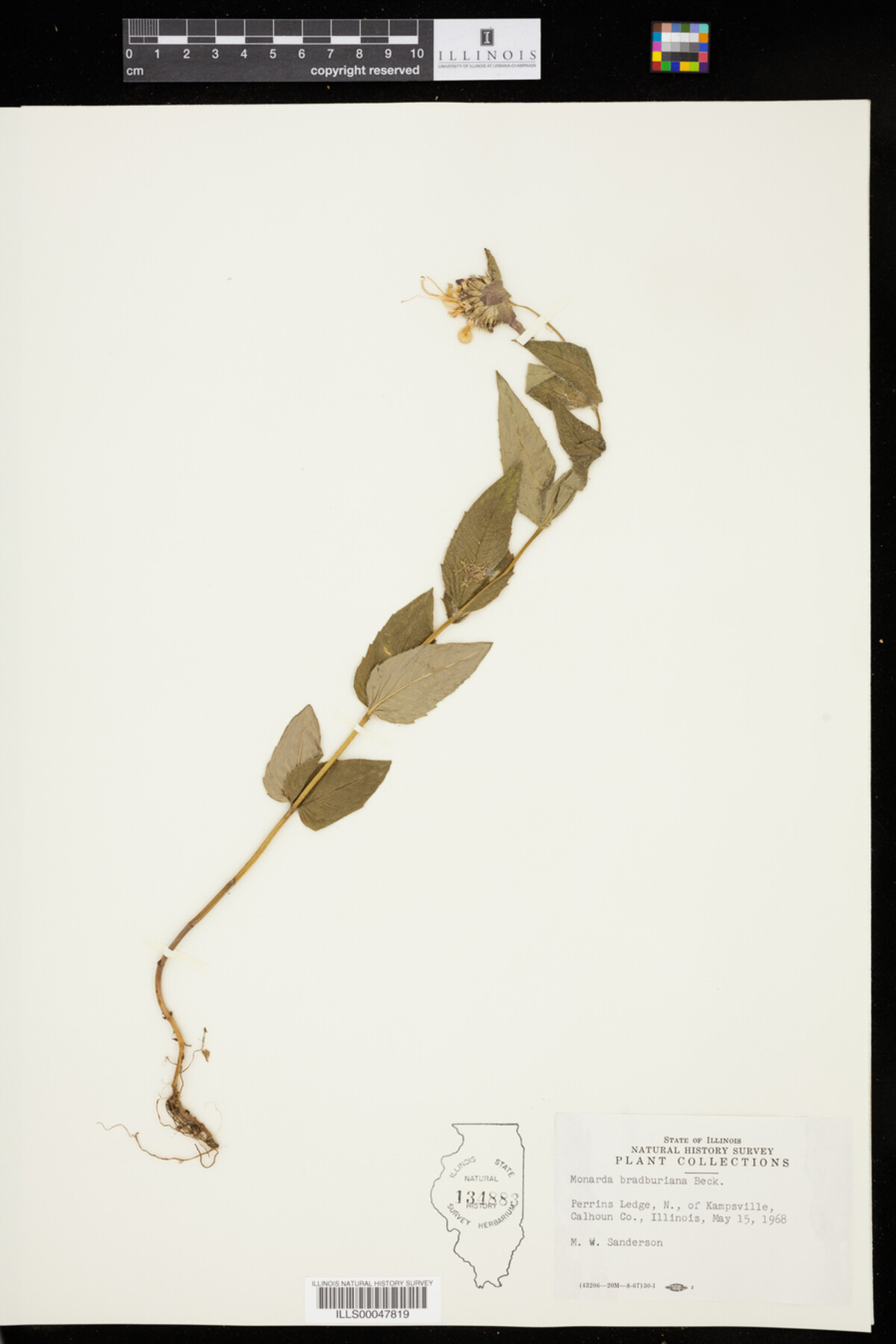 Monarda bradburiana image