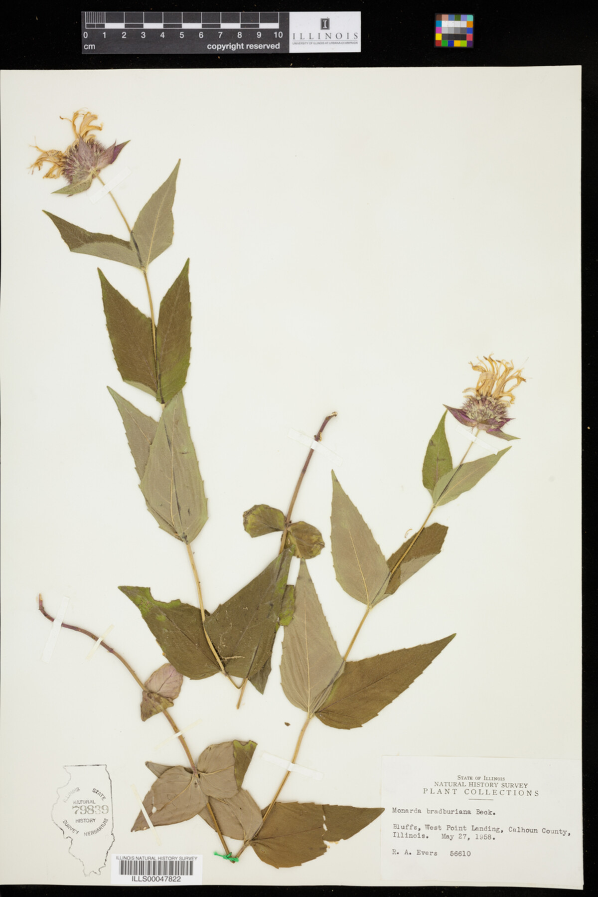 Monarda image