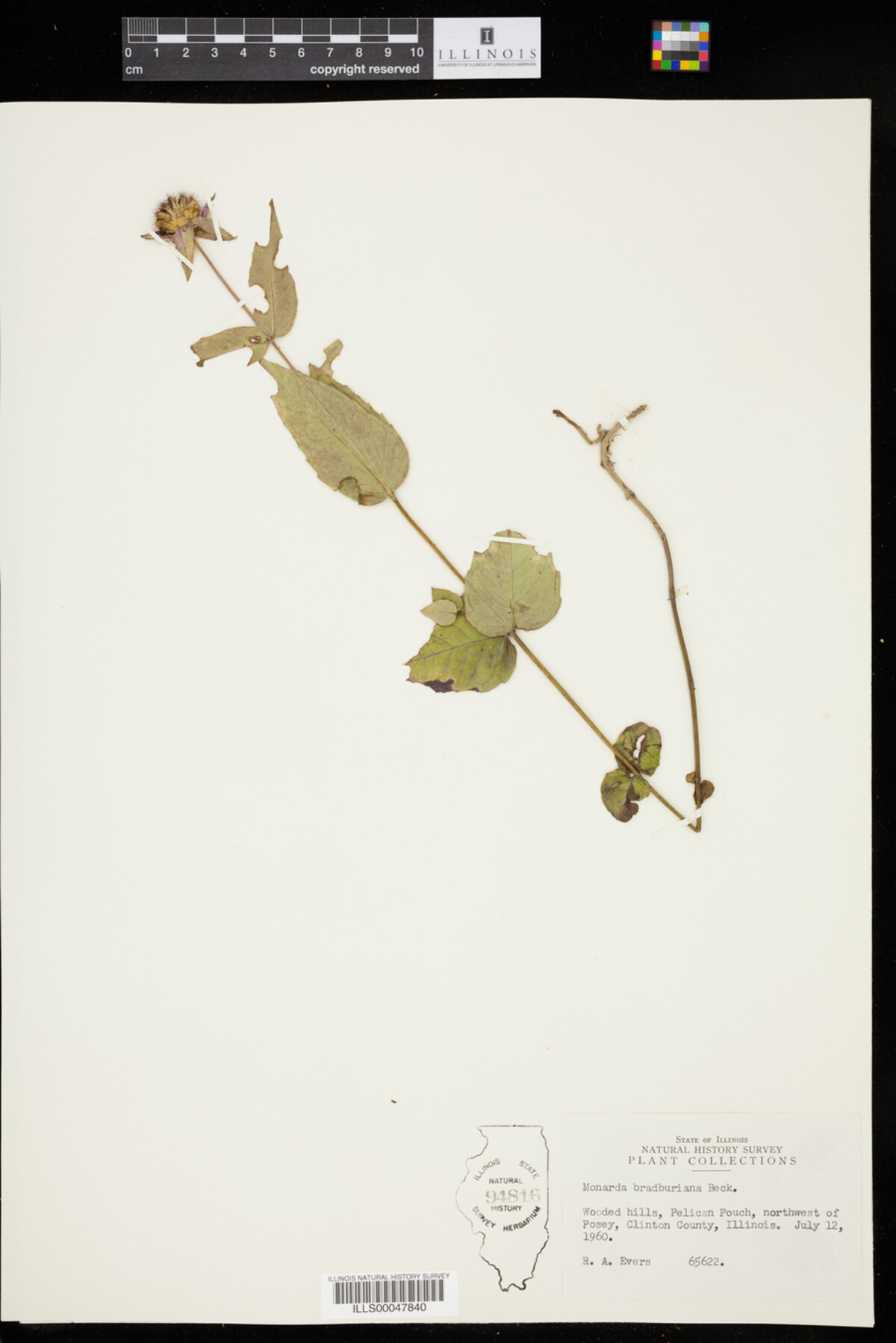 Monarda bradburiana image