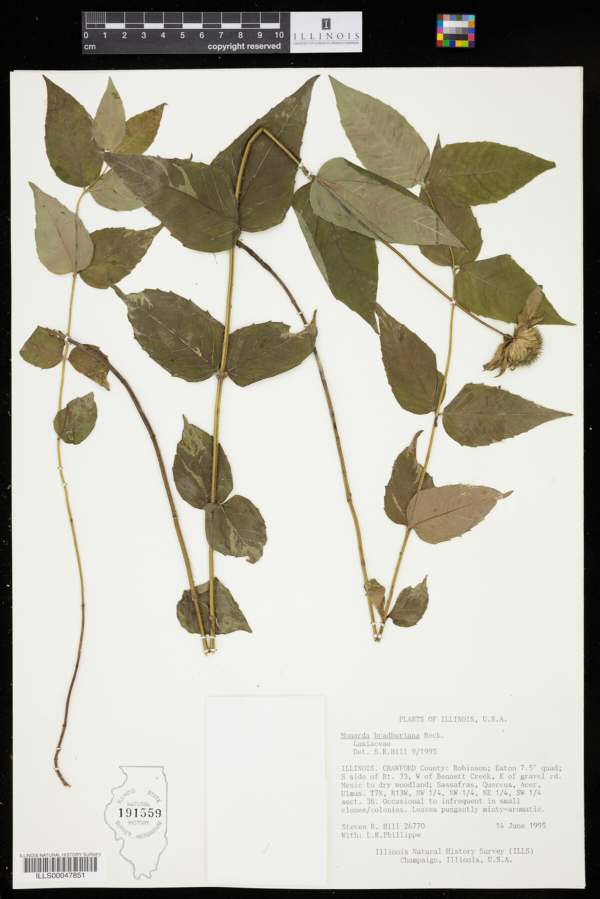Monarda image