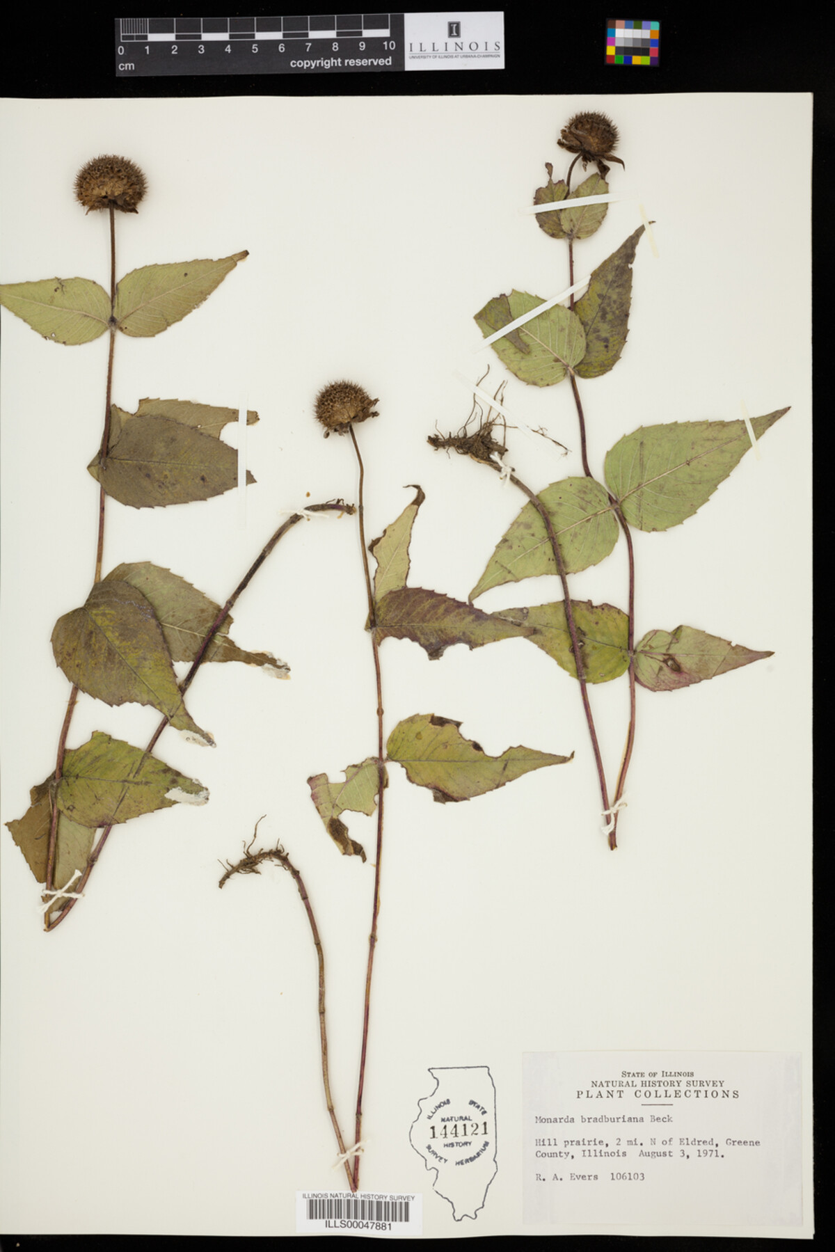 Monarda bradburiana image