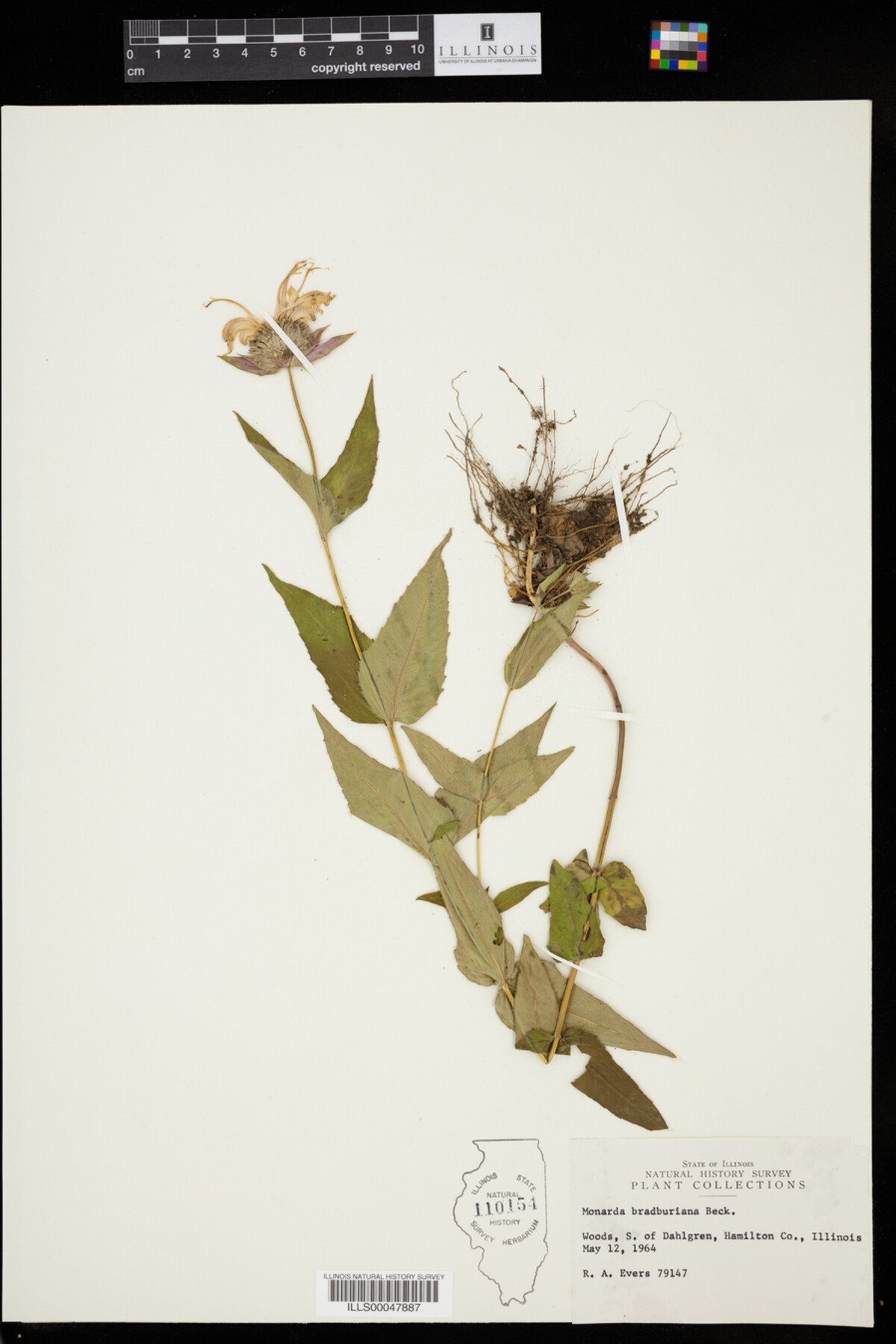 Monarda bradburiana image