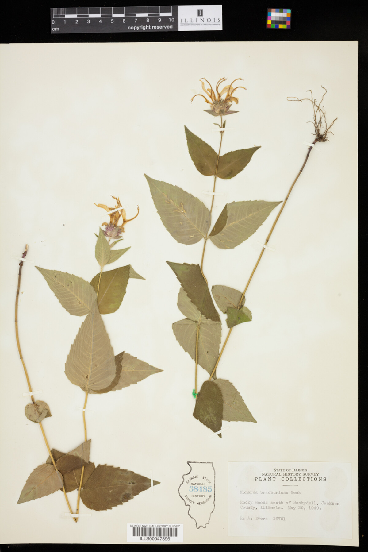 Monarda bradburiana image