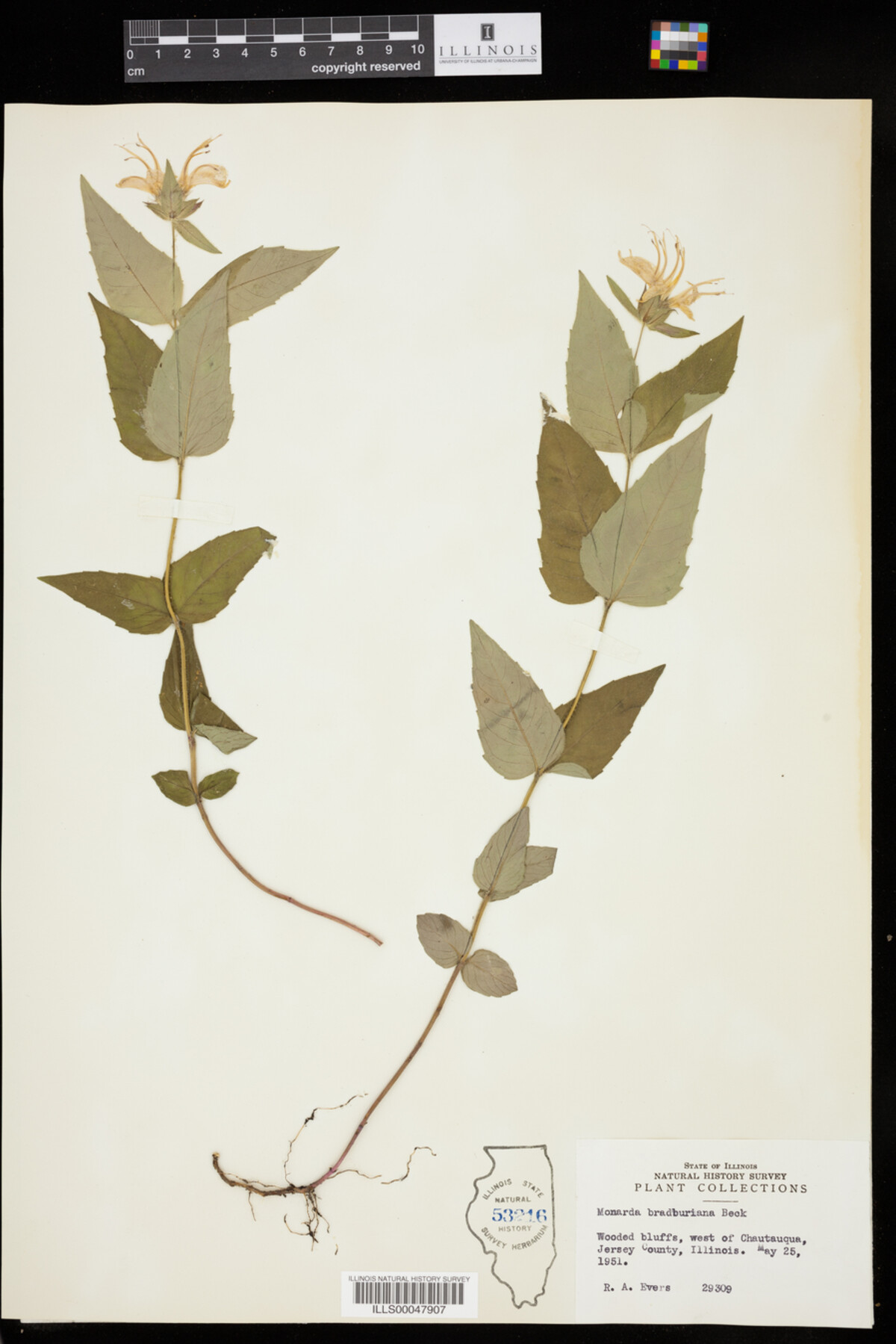 Monarda bradburiana image