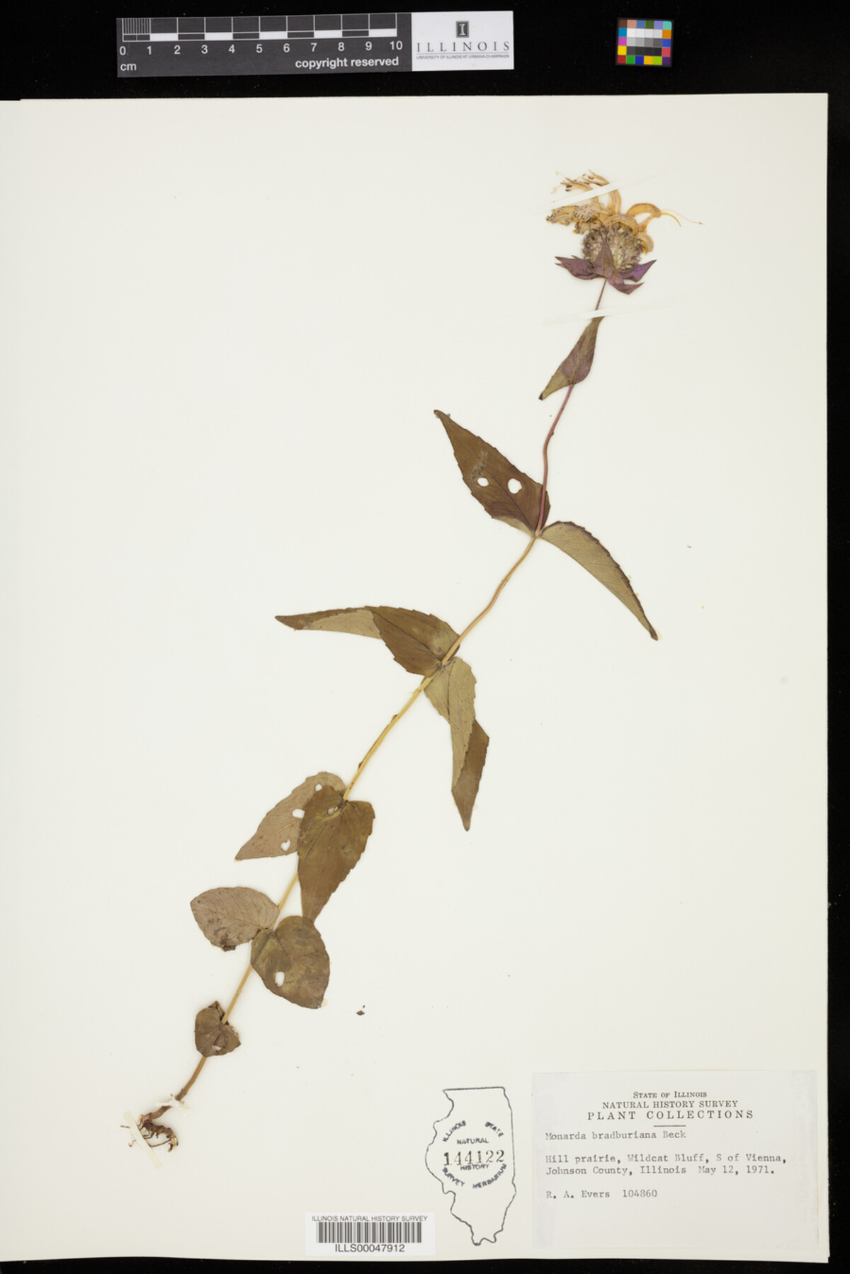 Monarda bradburiana image