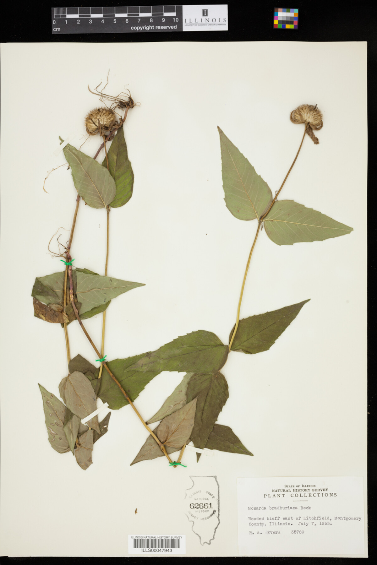 Monarda bradburiana image