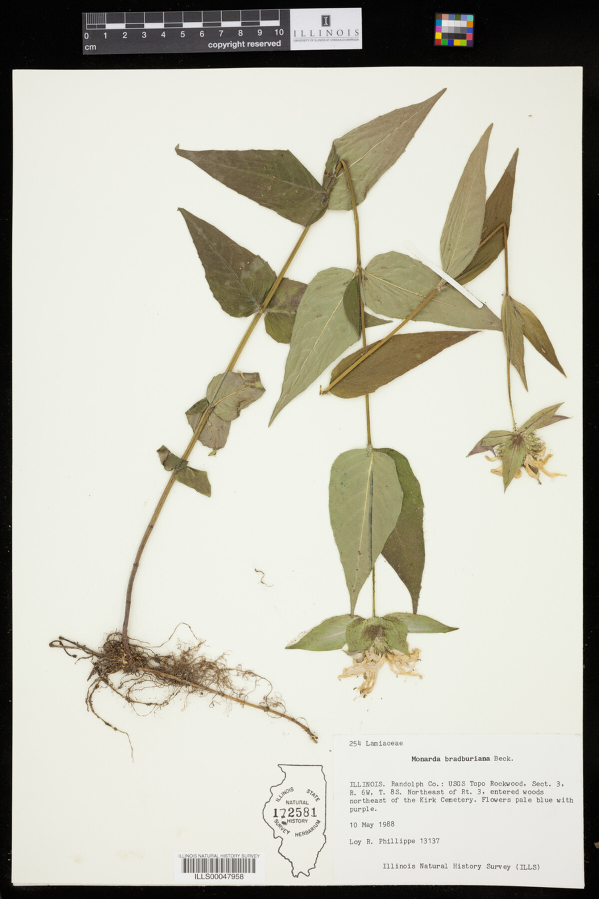 Monarda bradburiana image