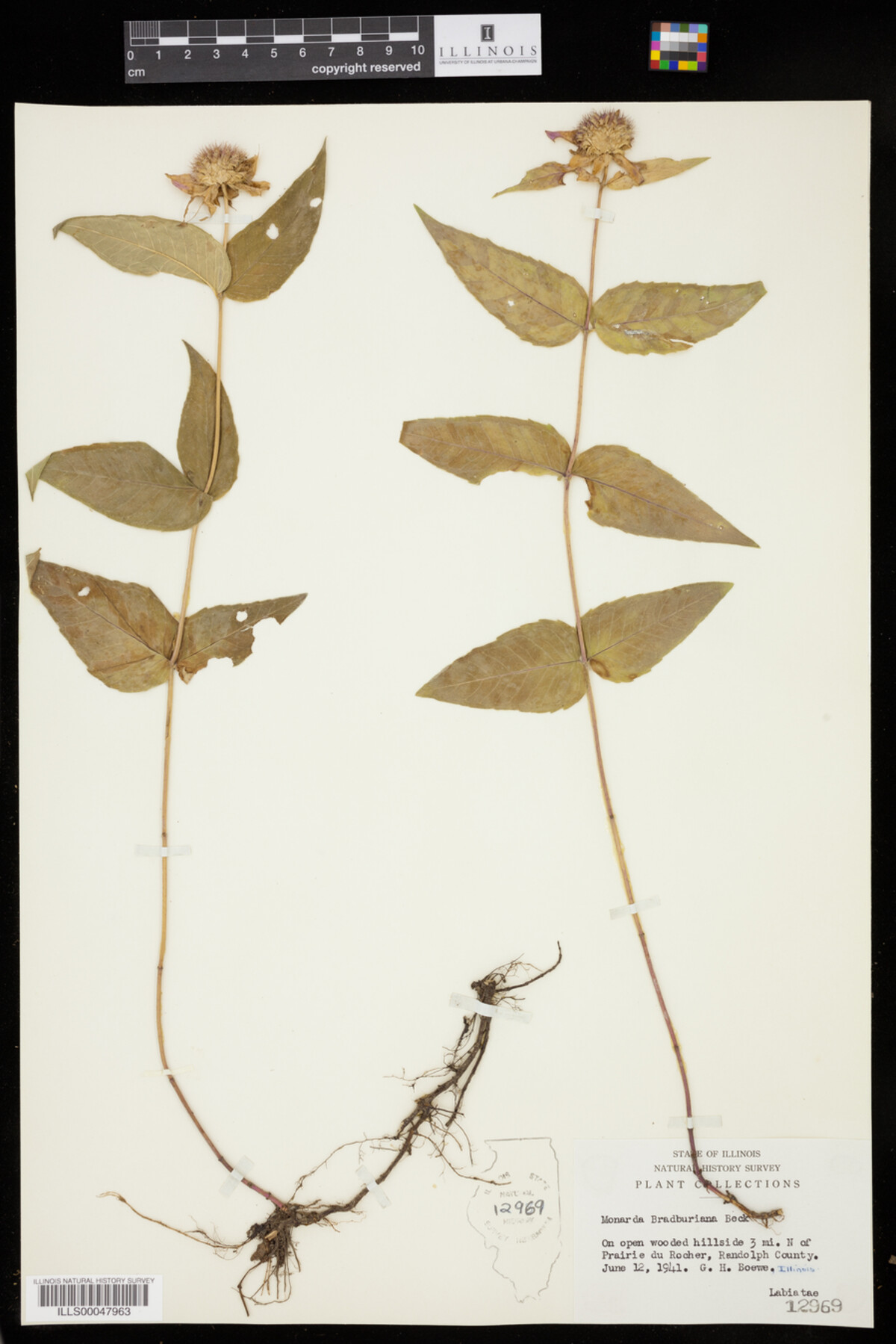 Monarda bradburiana image