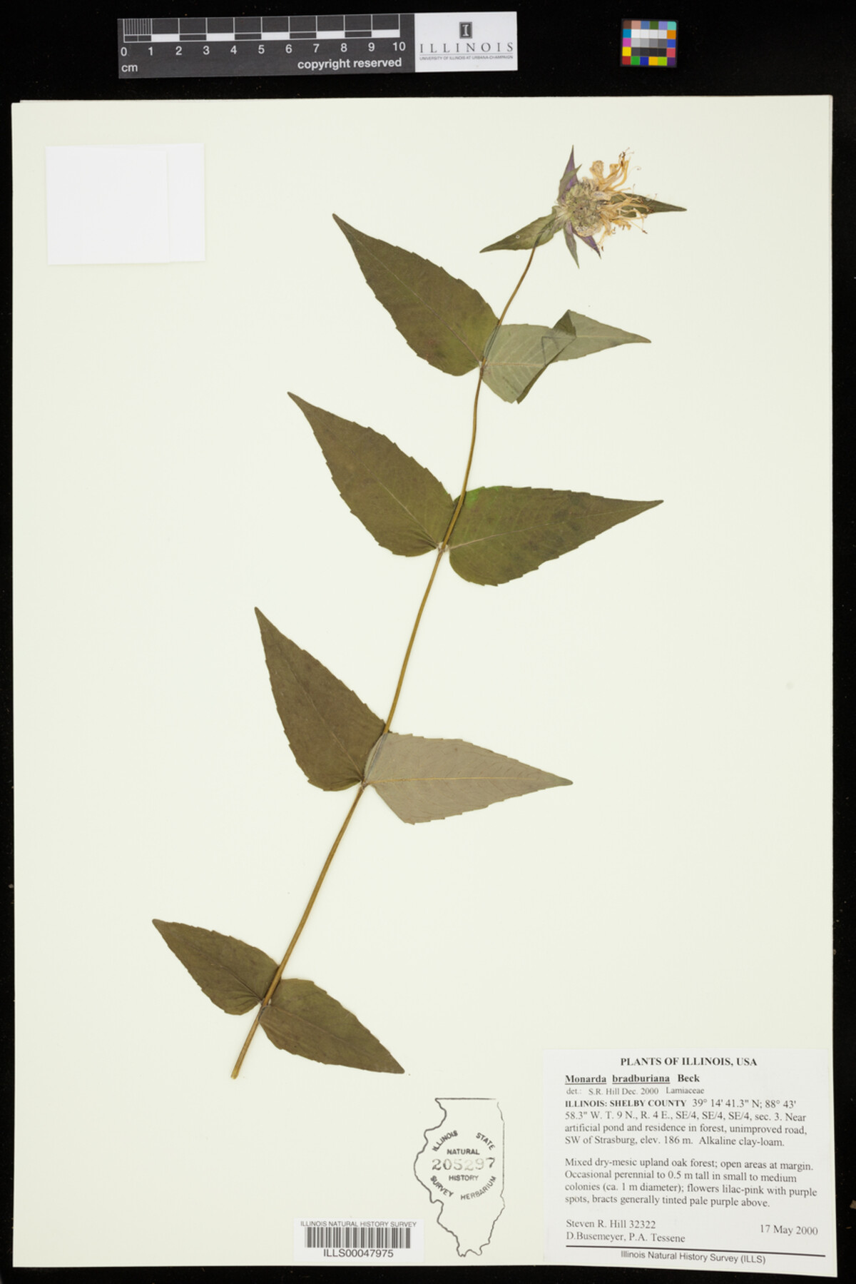 Monarda bradburiana image