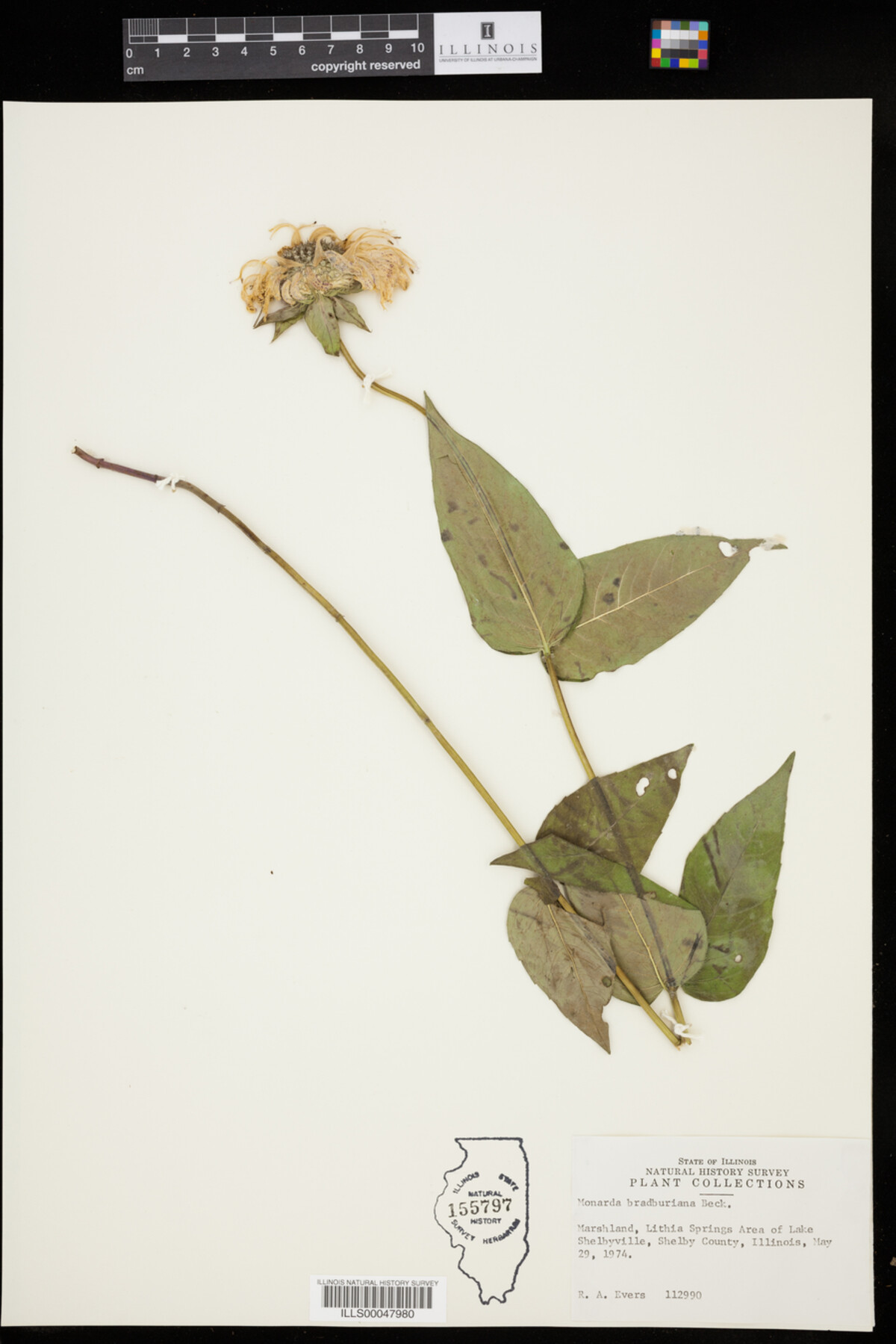 Monarda bradburiana image