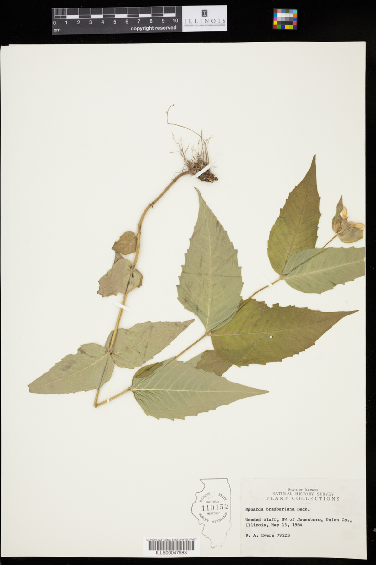 Monarda bradburiana image