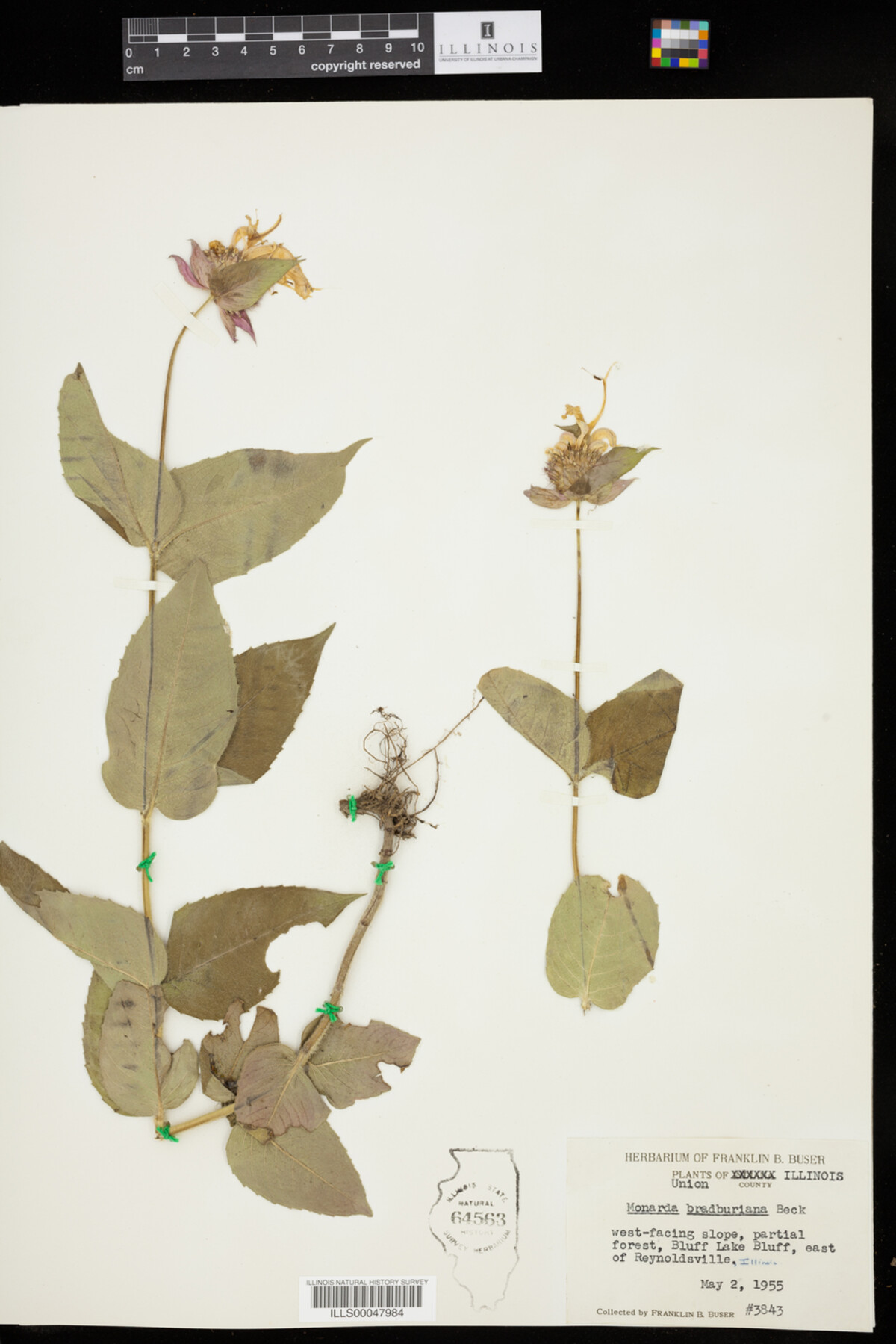 Monarda bradburiana image