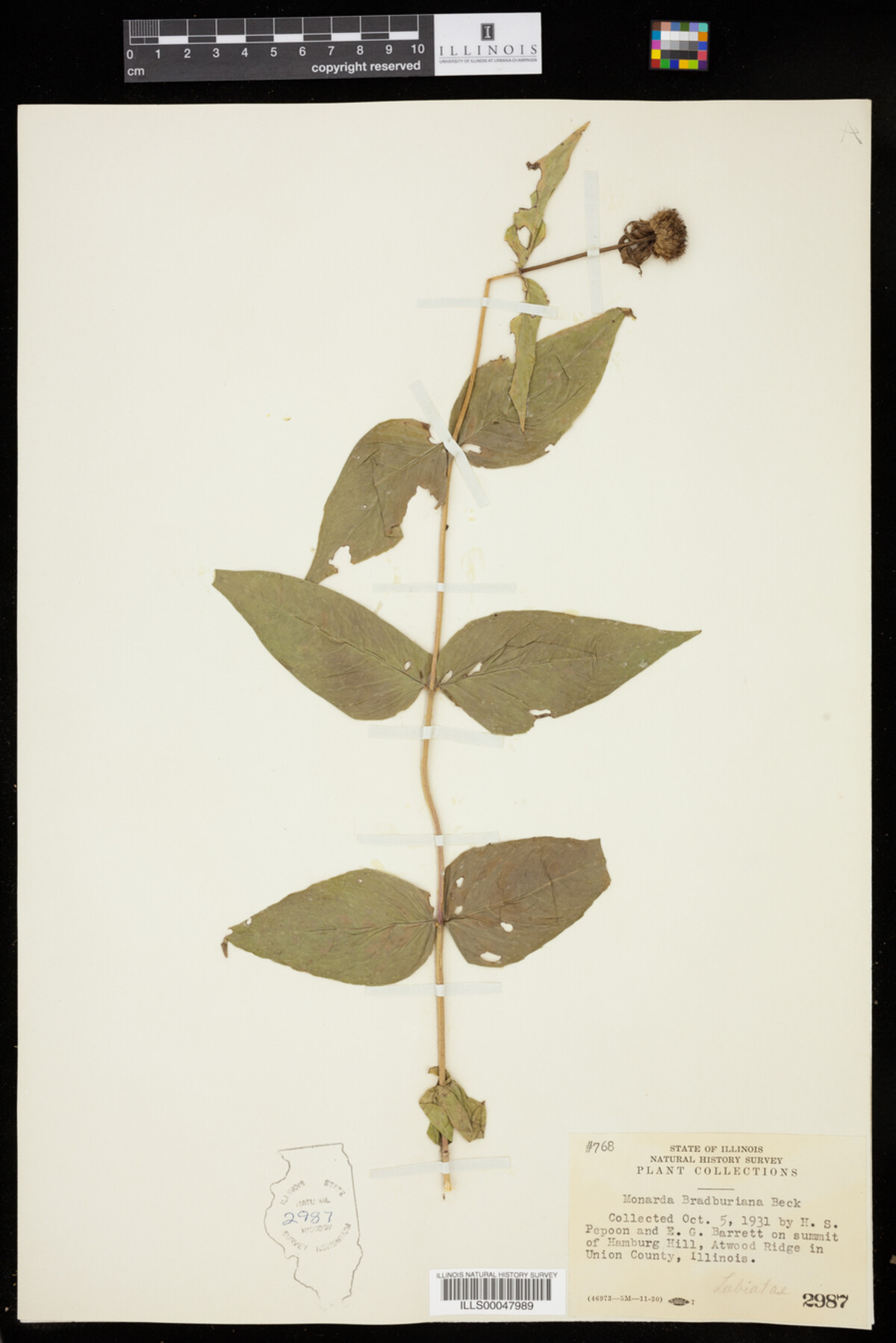Monarda bradburiana image