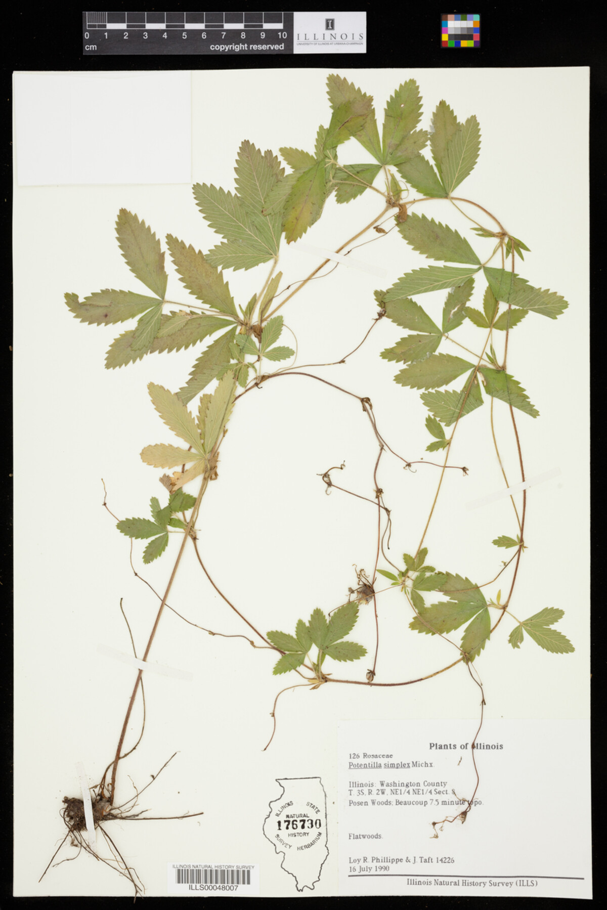 Potentilla simplex image