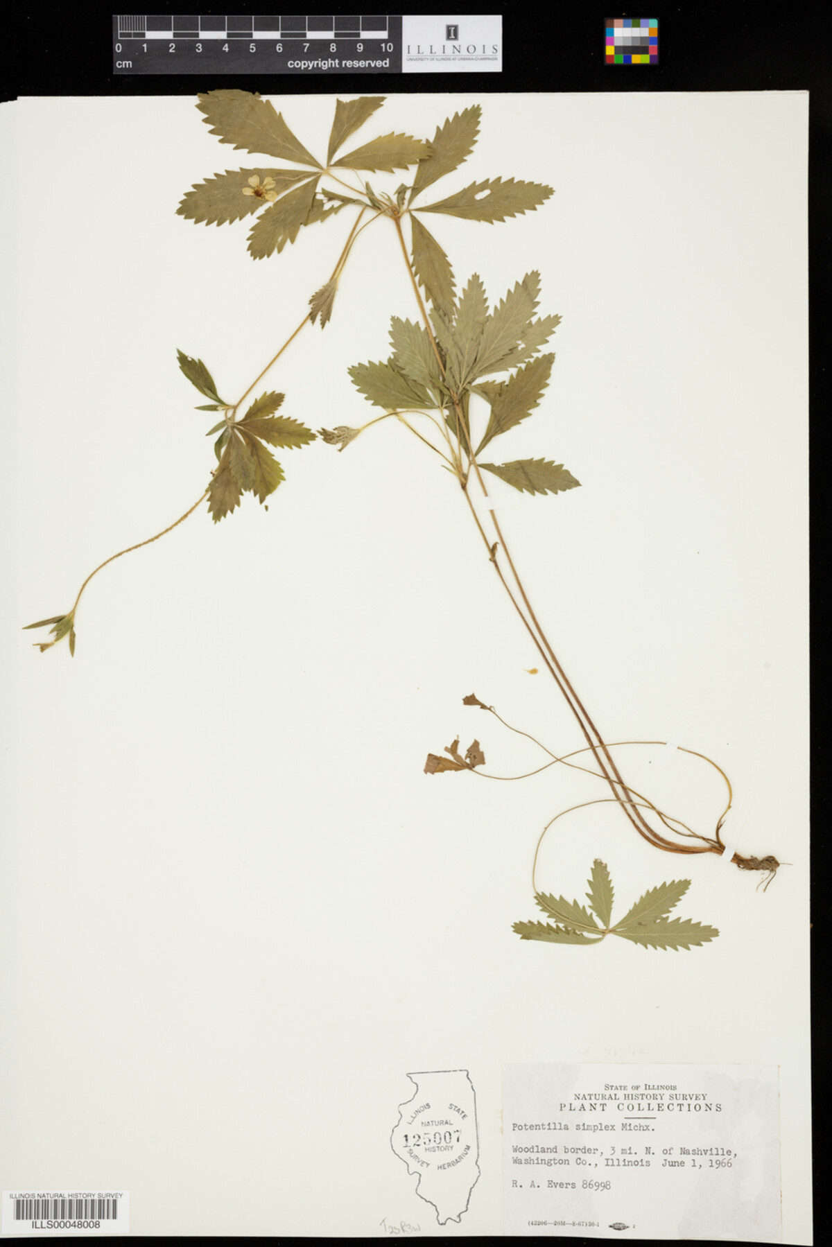 Potentilla simplex image