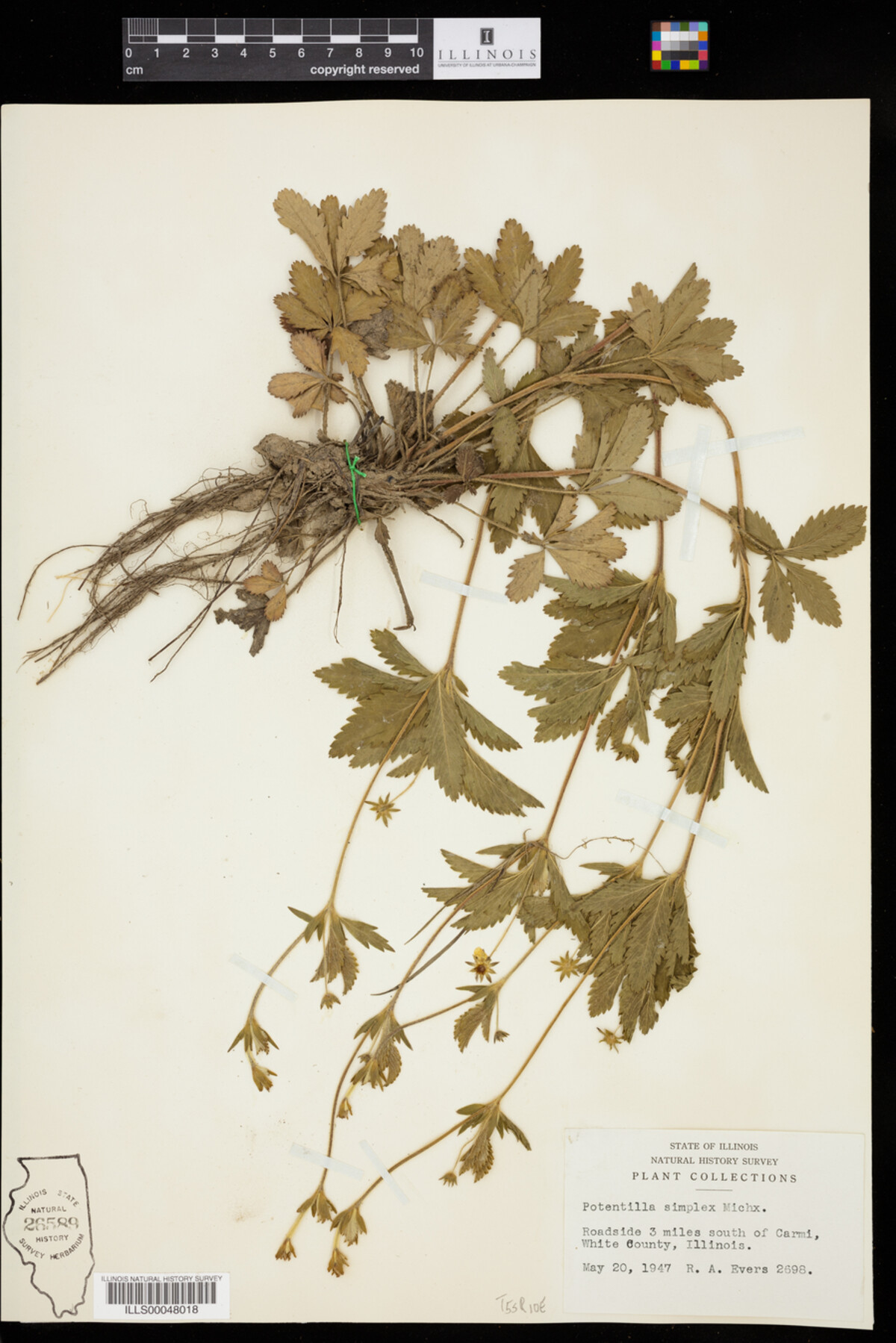 Rosaceae image