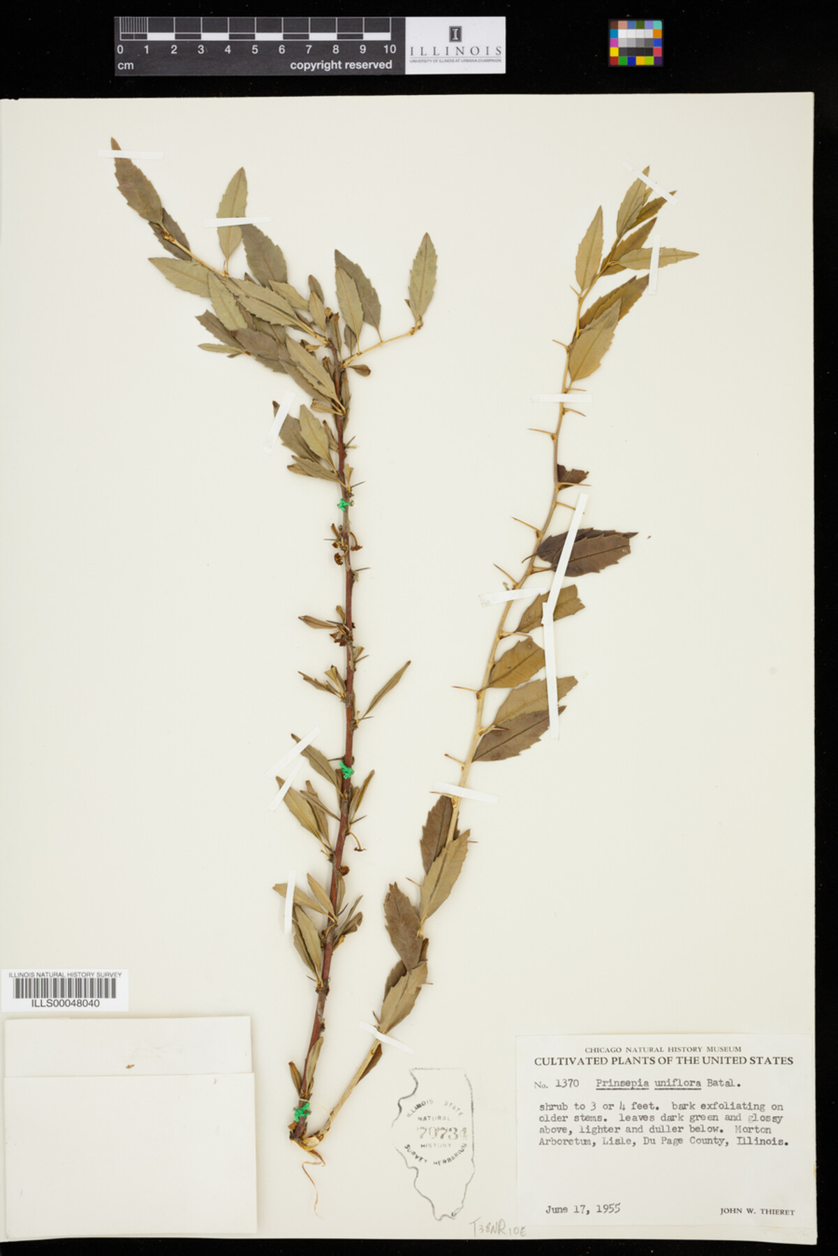 Prinsepia uniflora image