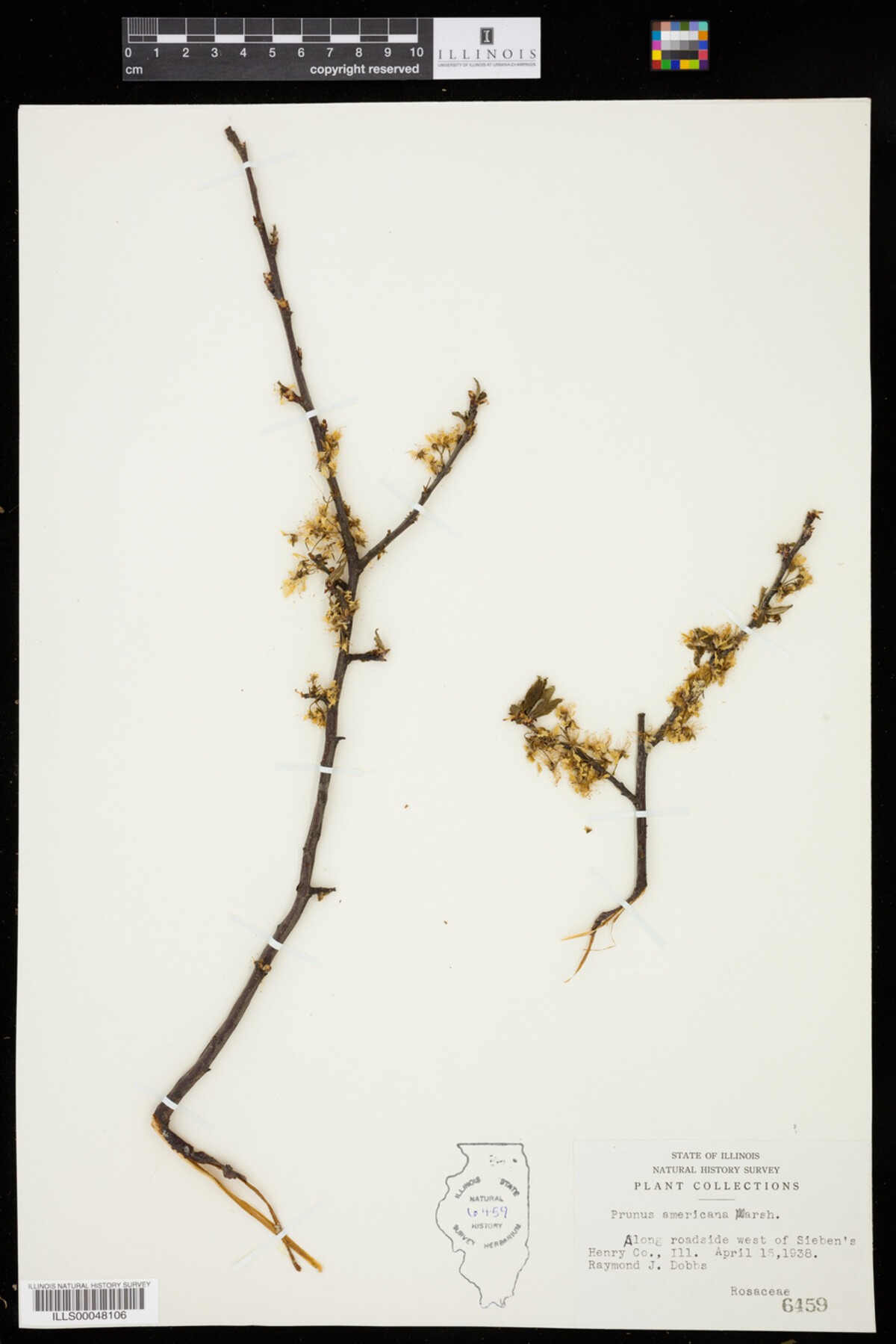 Prunus americana image