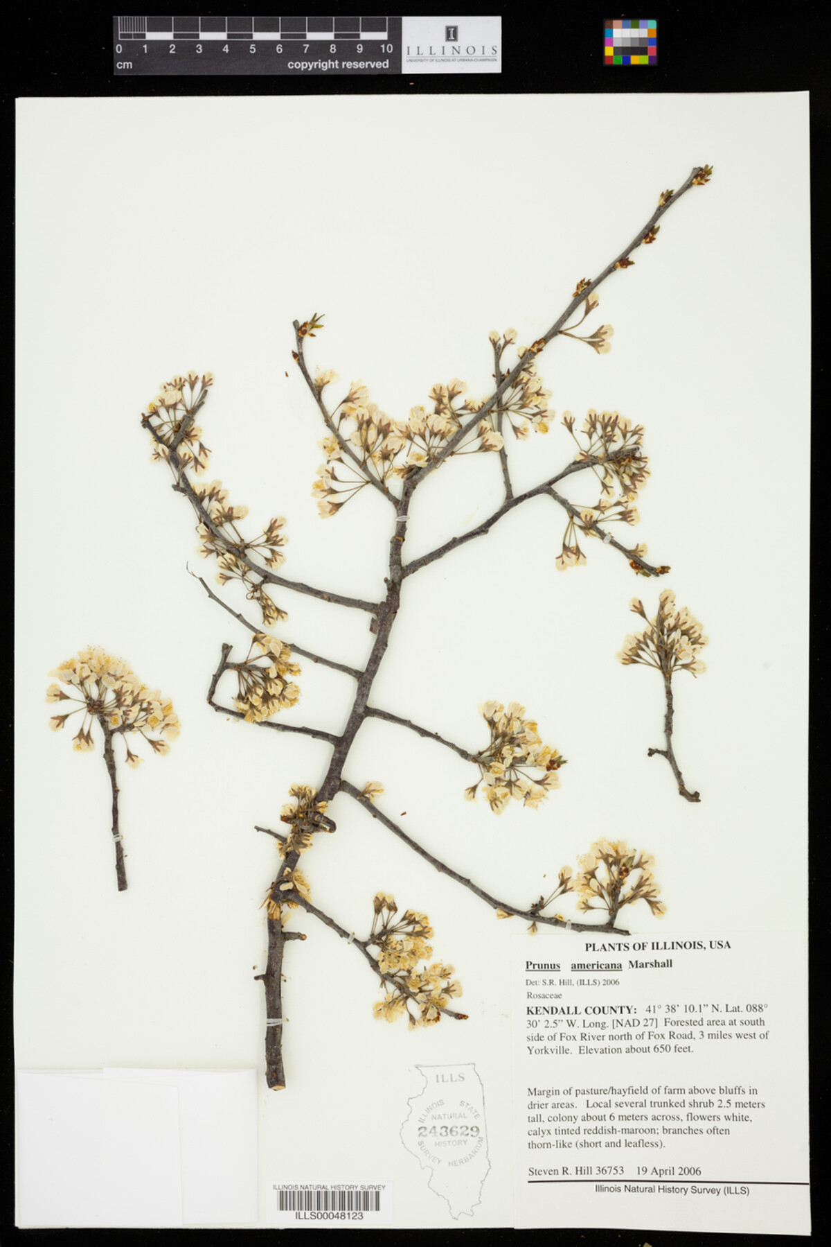 Prunus americana image