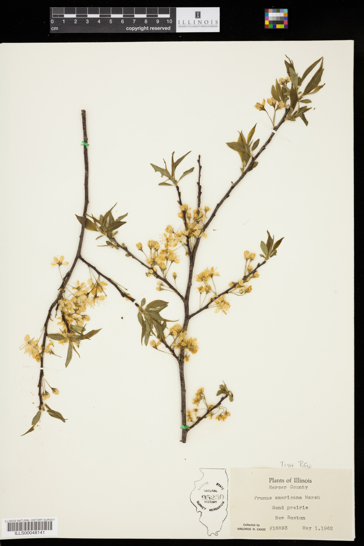 Prunus americana image