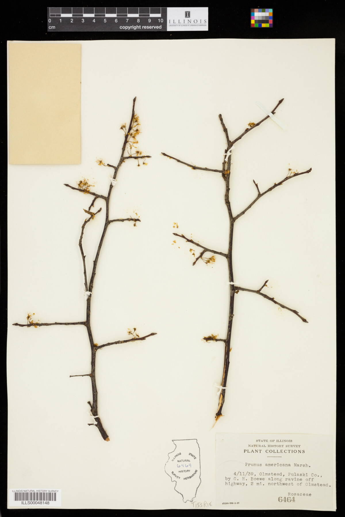 Prunus americana image