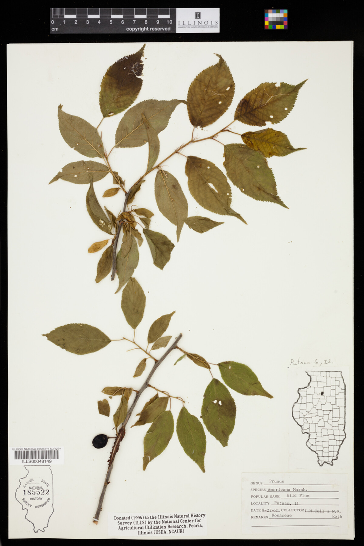 Prunus americana image