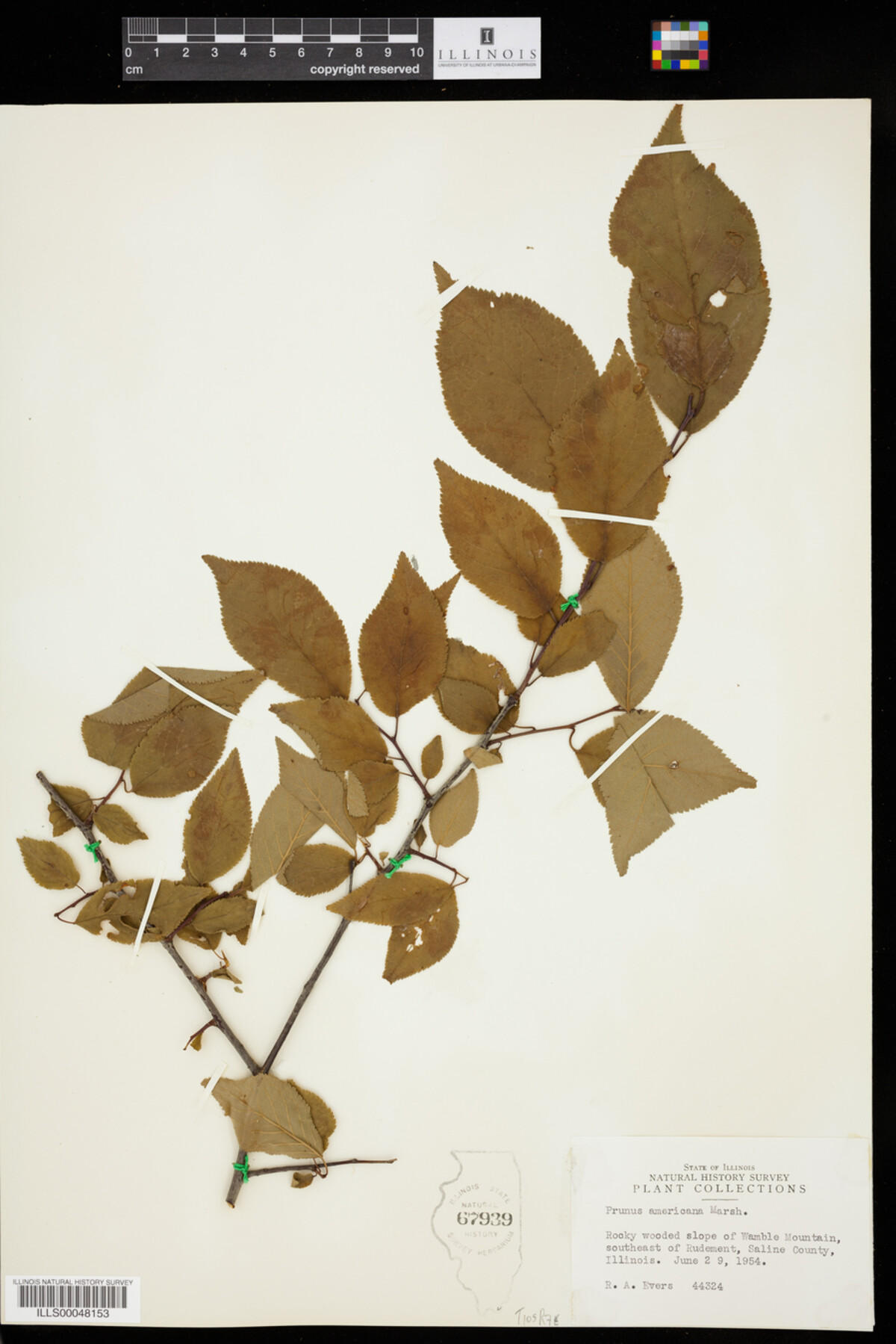 Prunus americana image