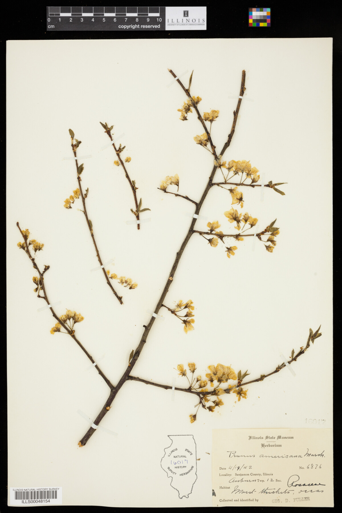 Prunus americana image