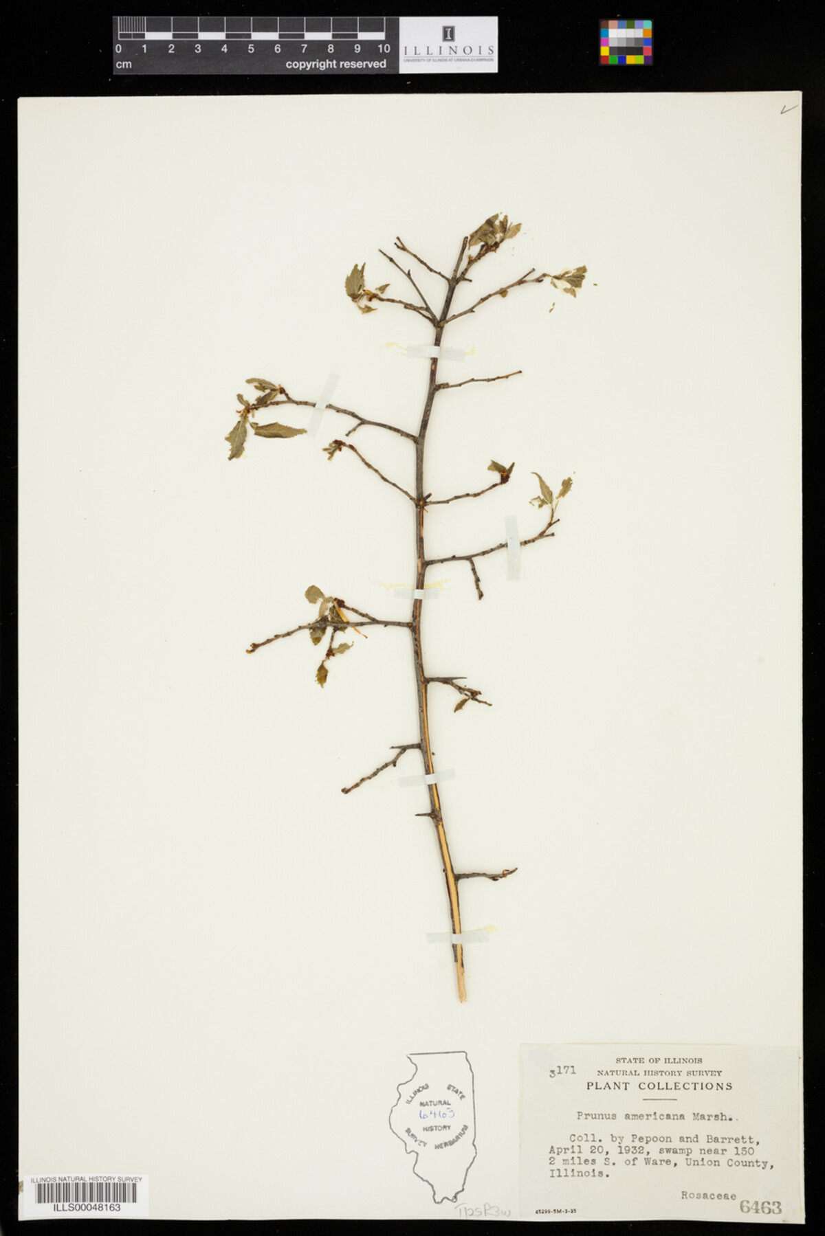 Prunus americana image
