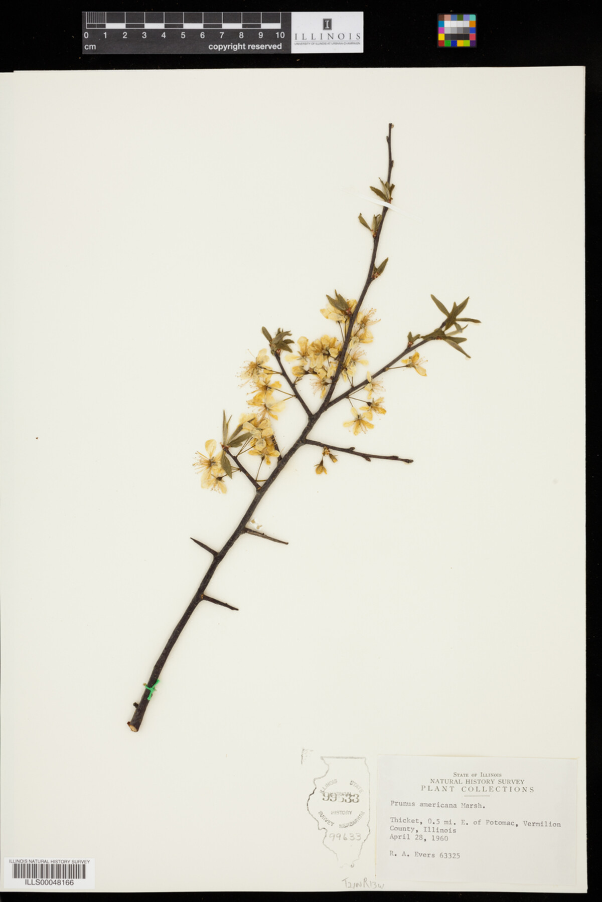 Prunus americana image