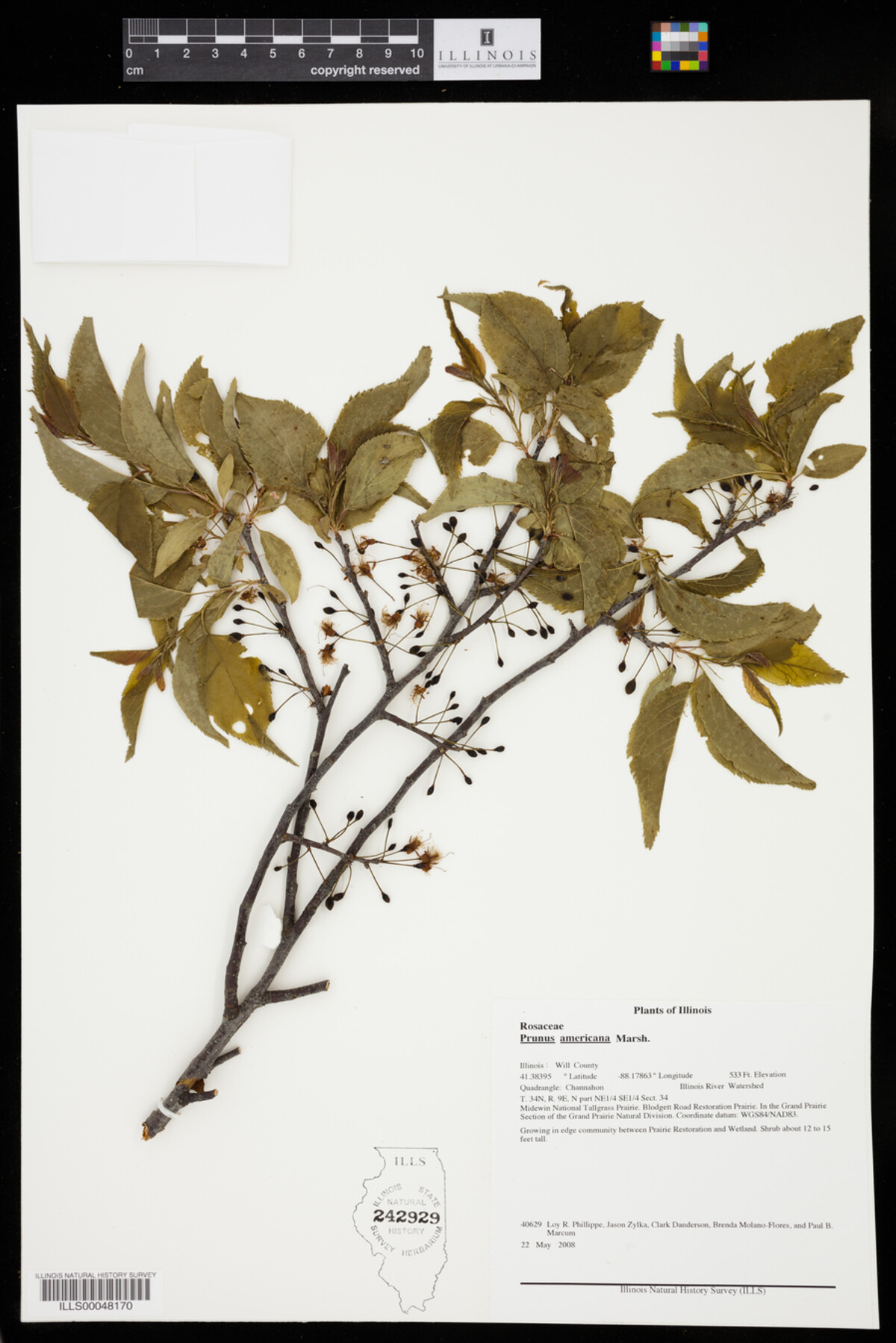 Prunus americana image