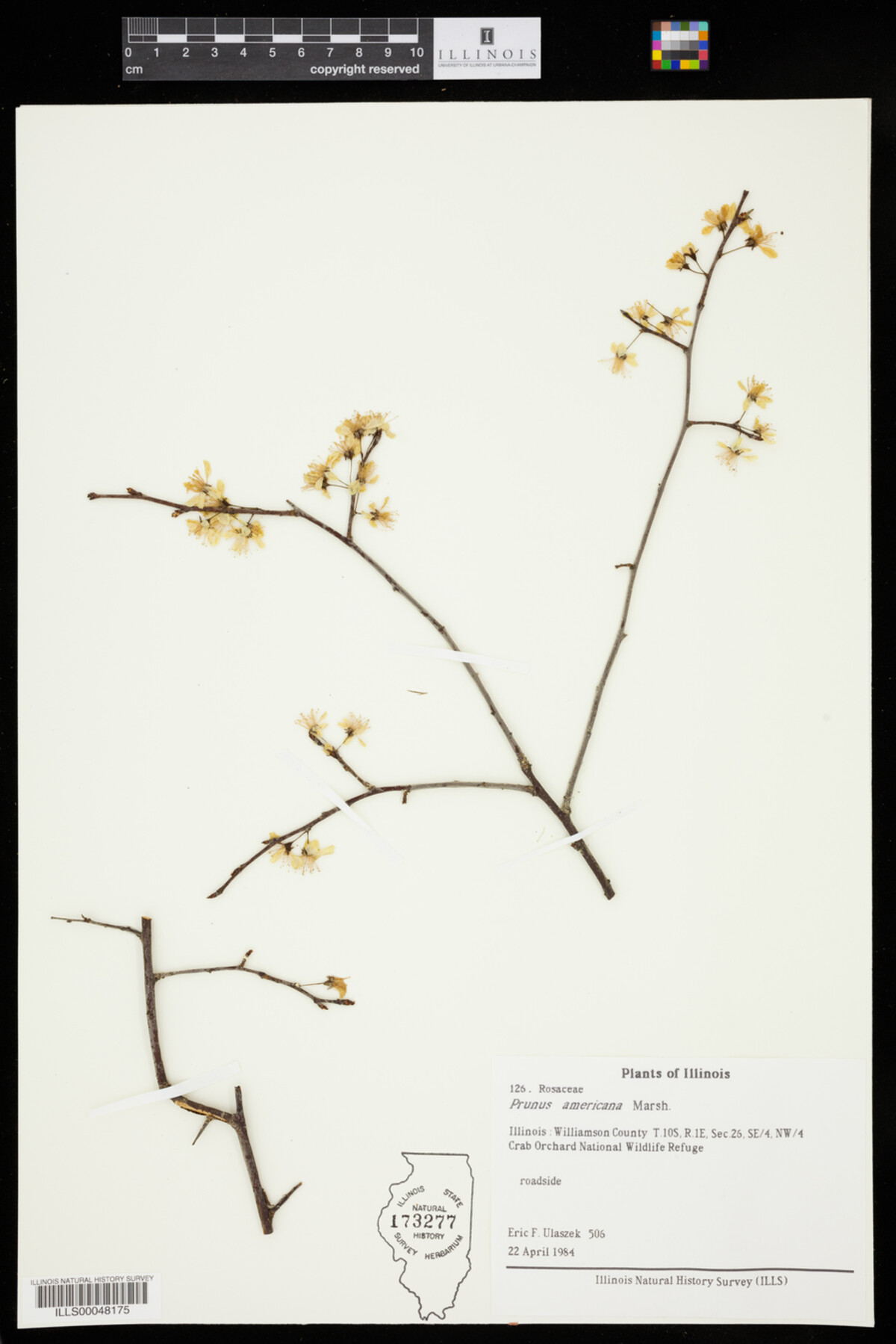 Prunus americana image