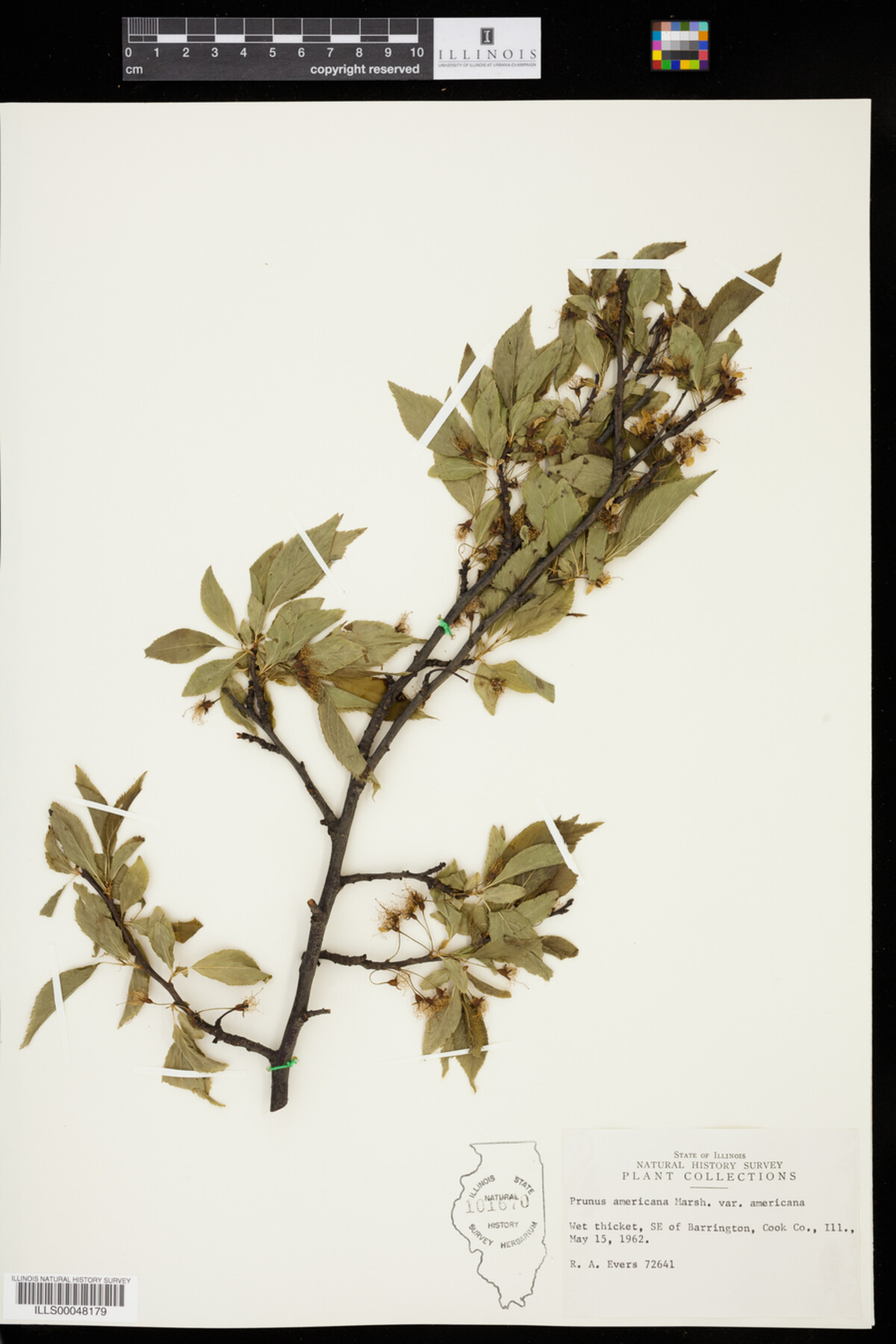 Prunus americana var. americana image