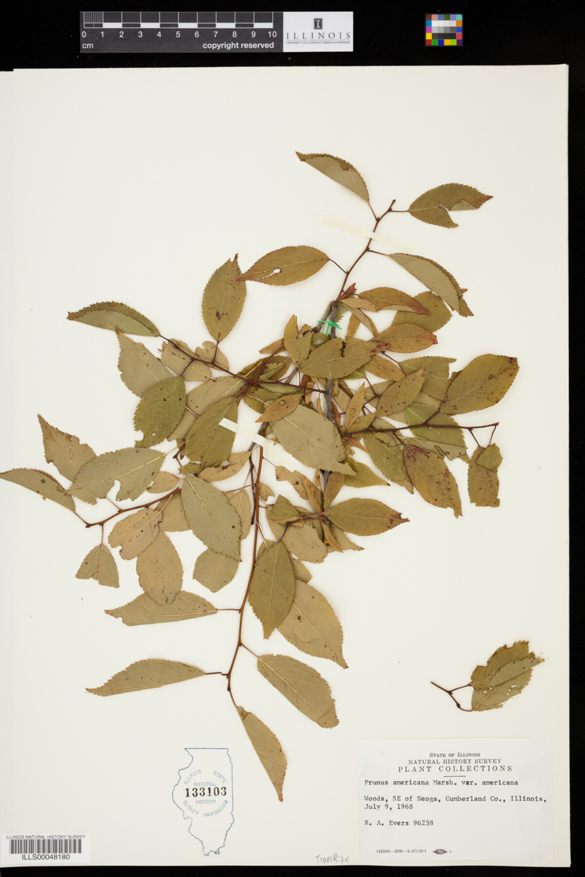 Prunus americana image
