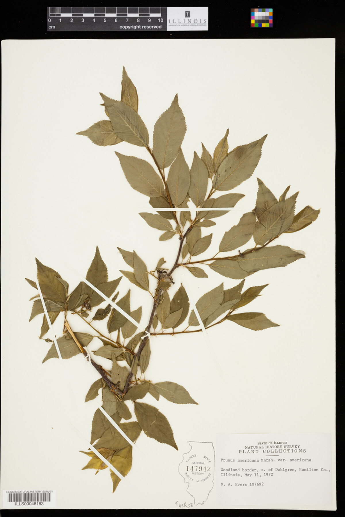 Prunus americana var. americana image