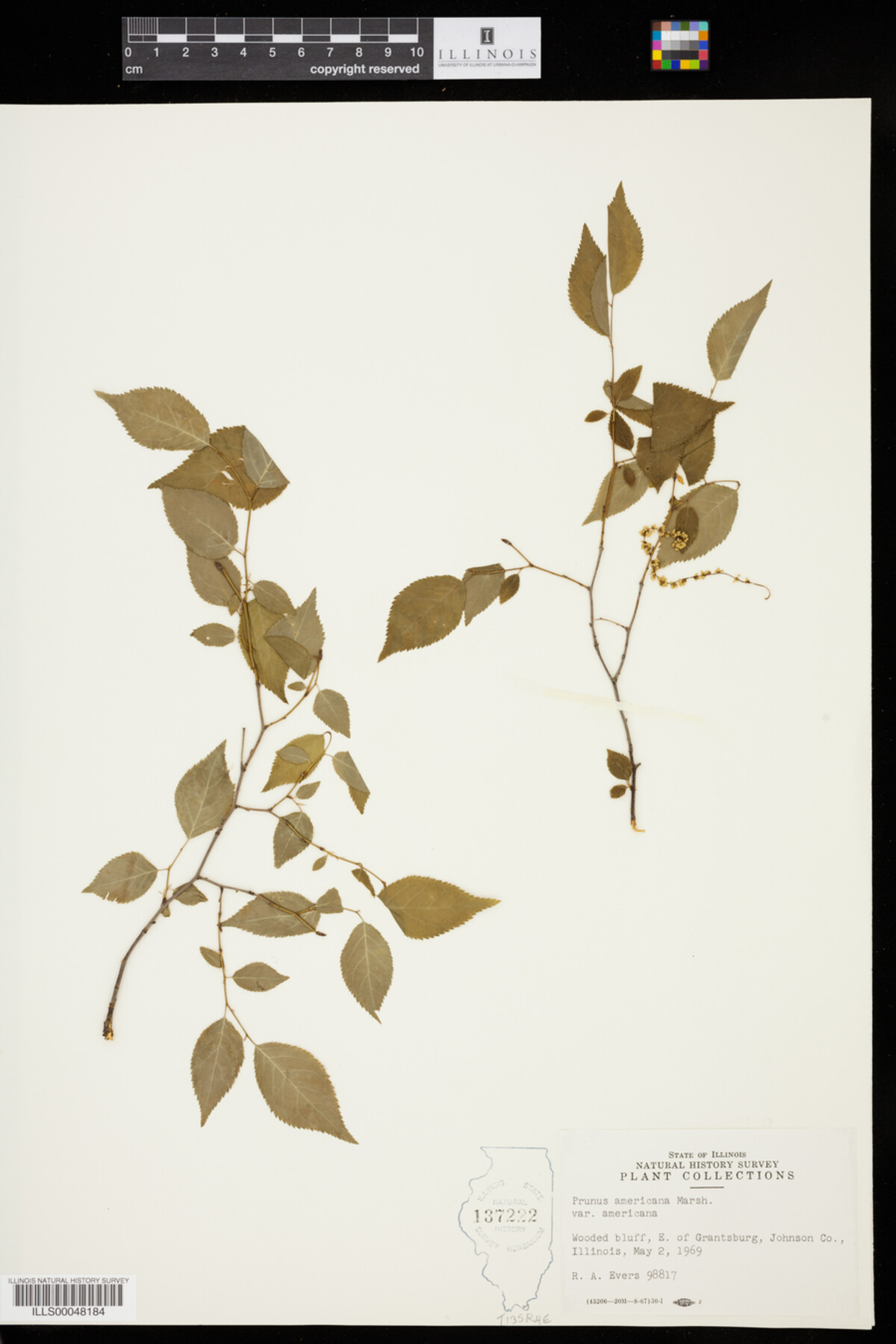 Prunus americana var. americana image