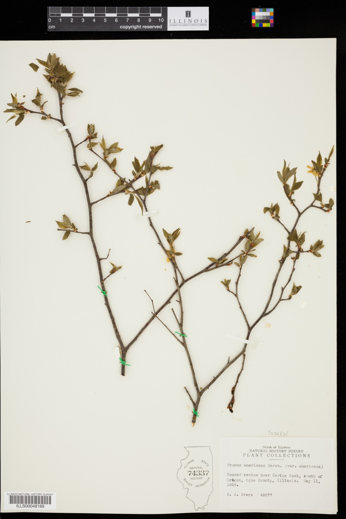 Prunus americana var. americana image