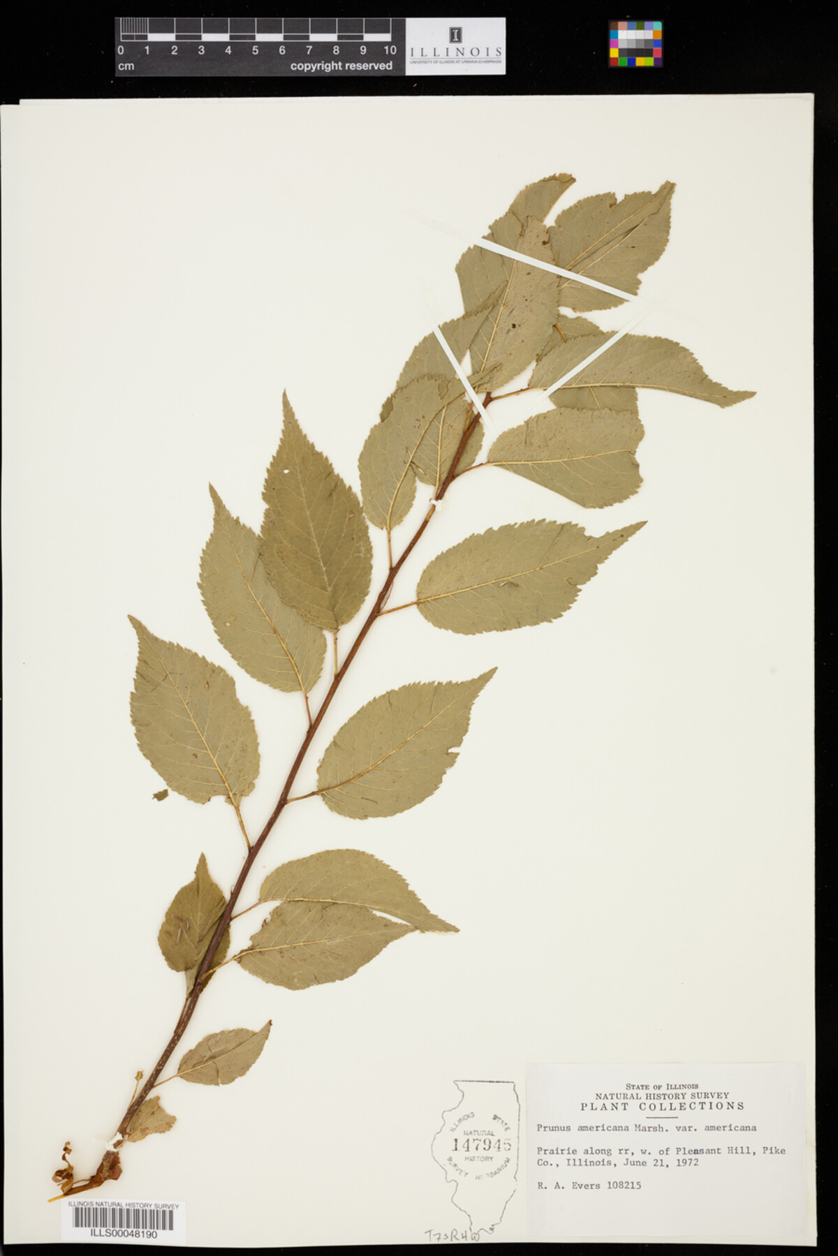 Prunus americana var. americana image