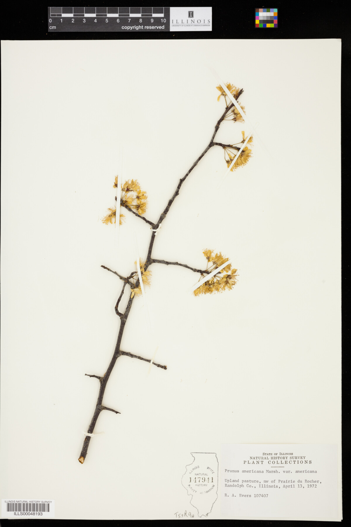 Prunus americana var. americana image